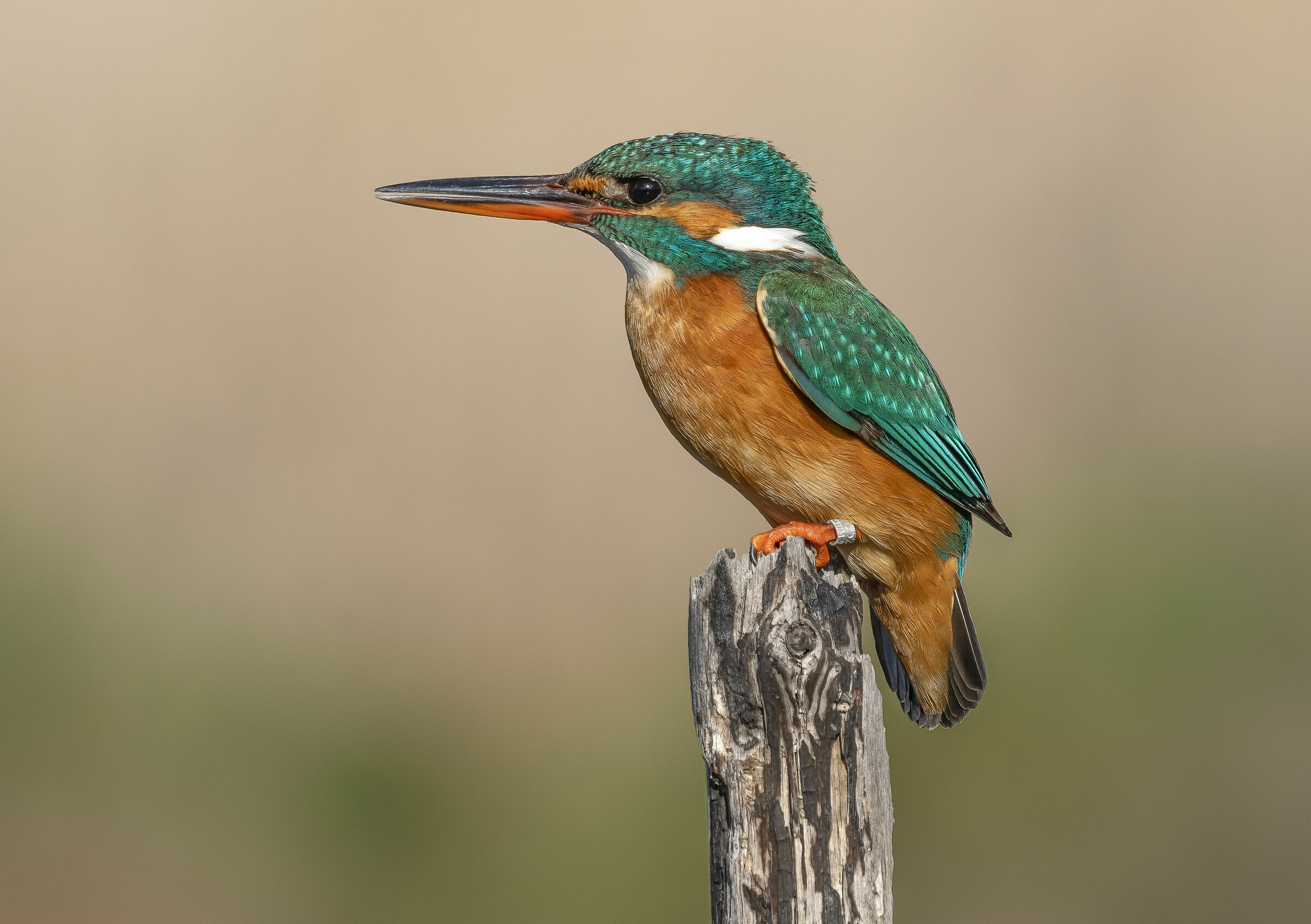 Martinpescatore femmina