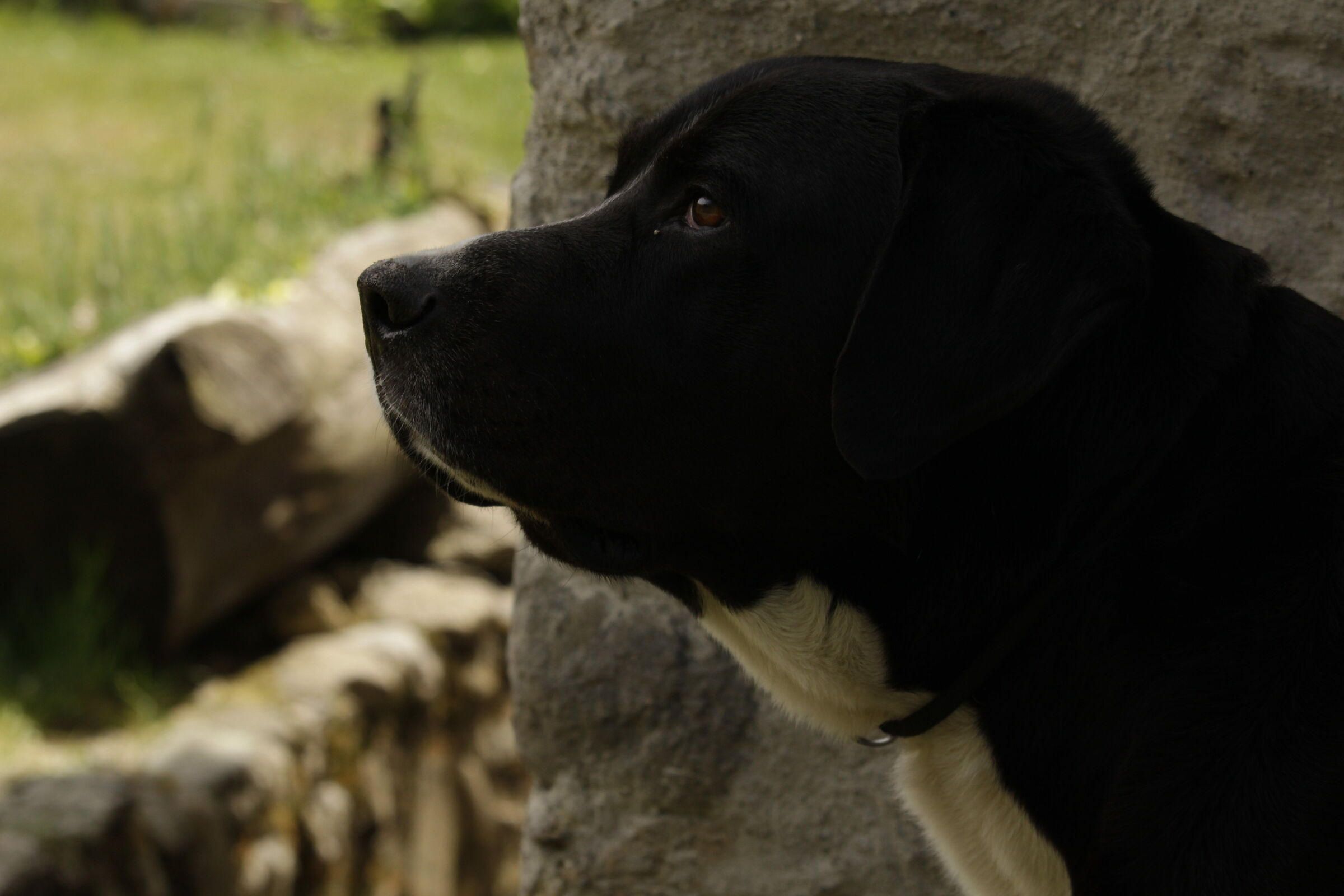 nome cane lapo pasturo lecco pasqua 21/04/2019