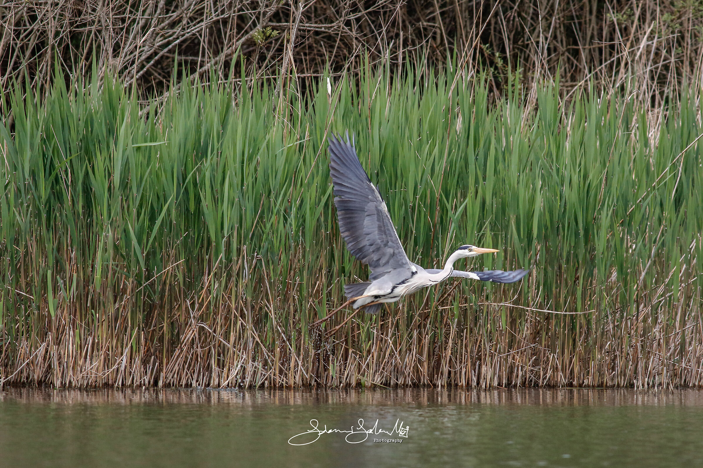 L'airone cenerino (Ardea cinerea, Linnaeus 1758)