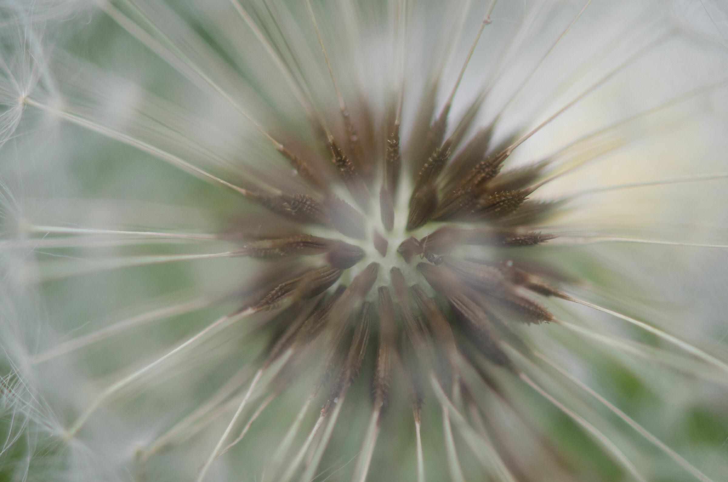 The ant in the tooth