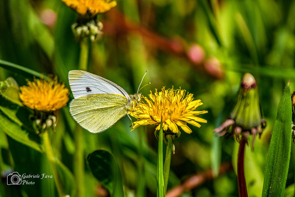 Parco Regionale Delta del Po