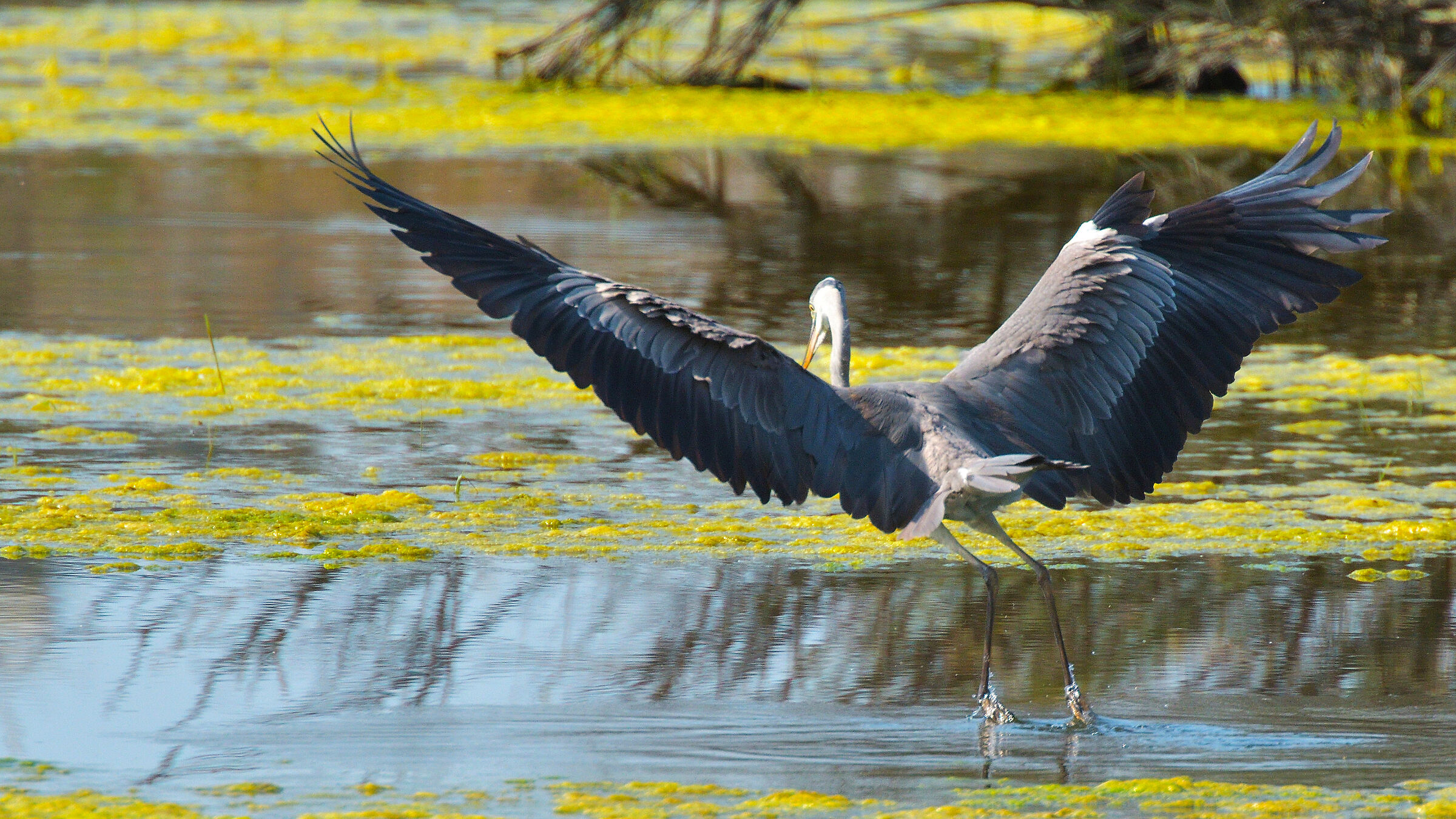 Cenerino Martin Style 1