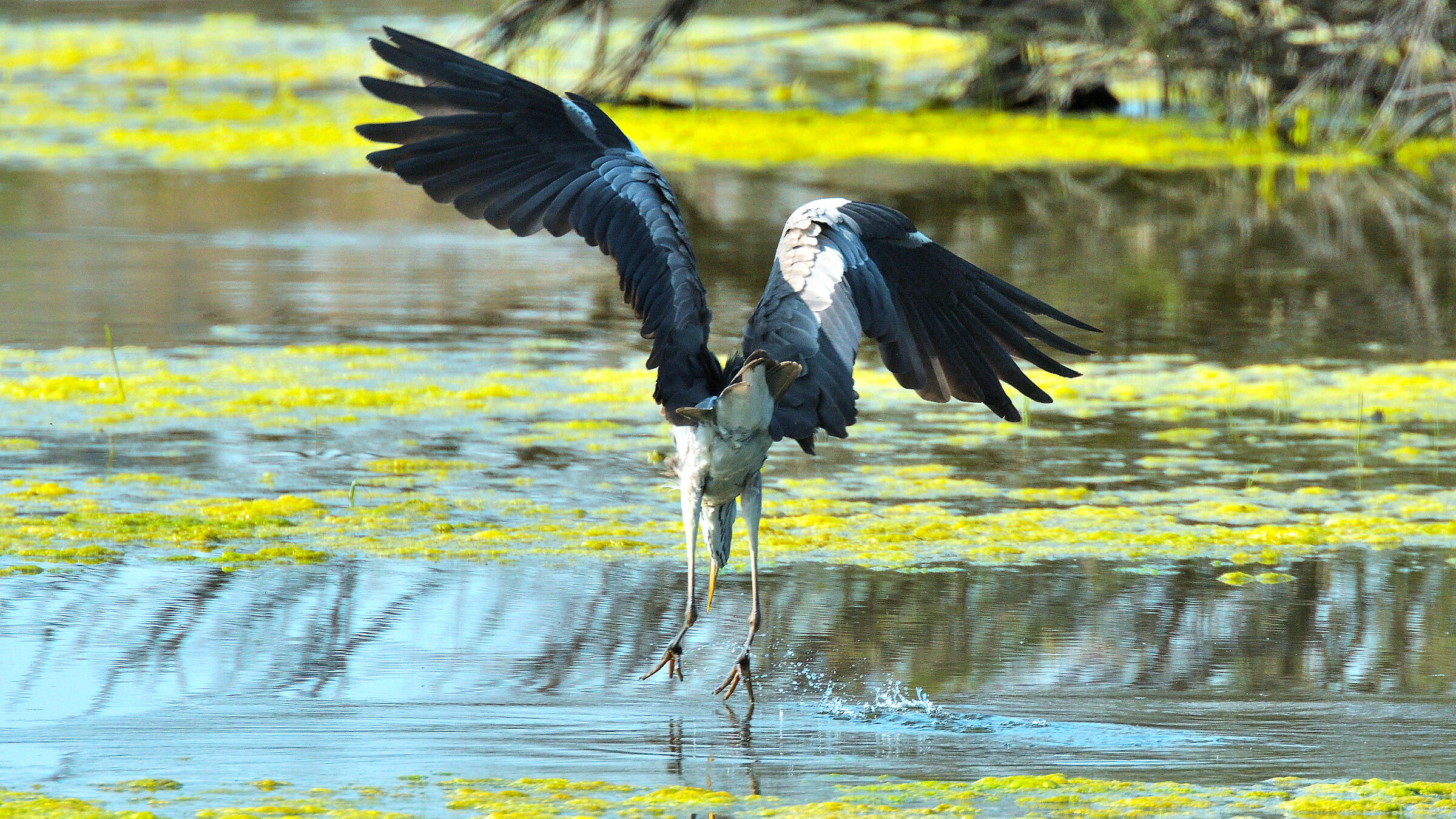 Cenerino Martin Style 2