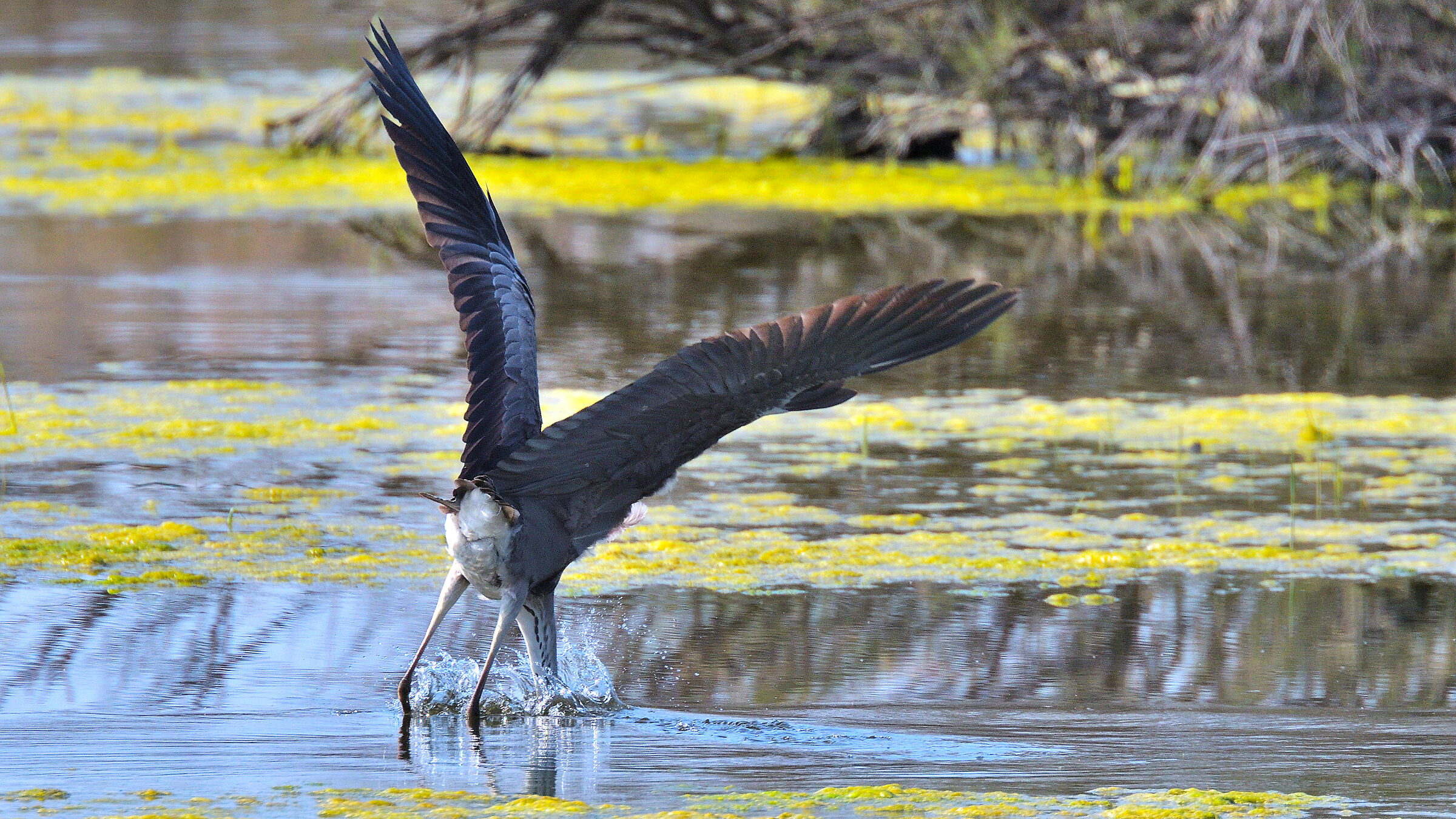 Cenerino Martin Style 3