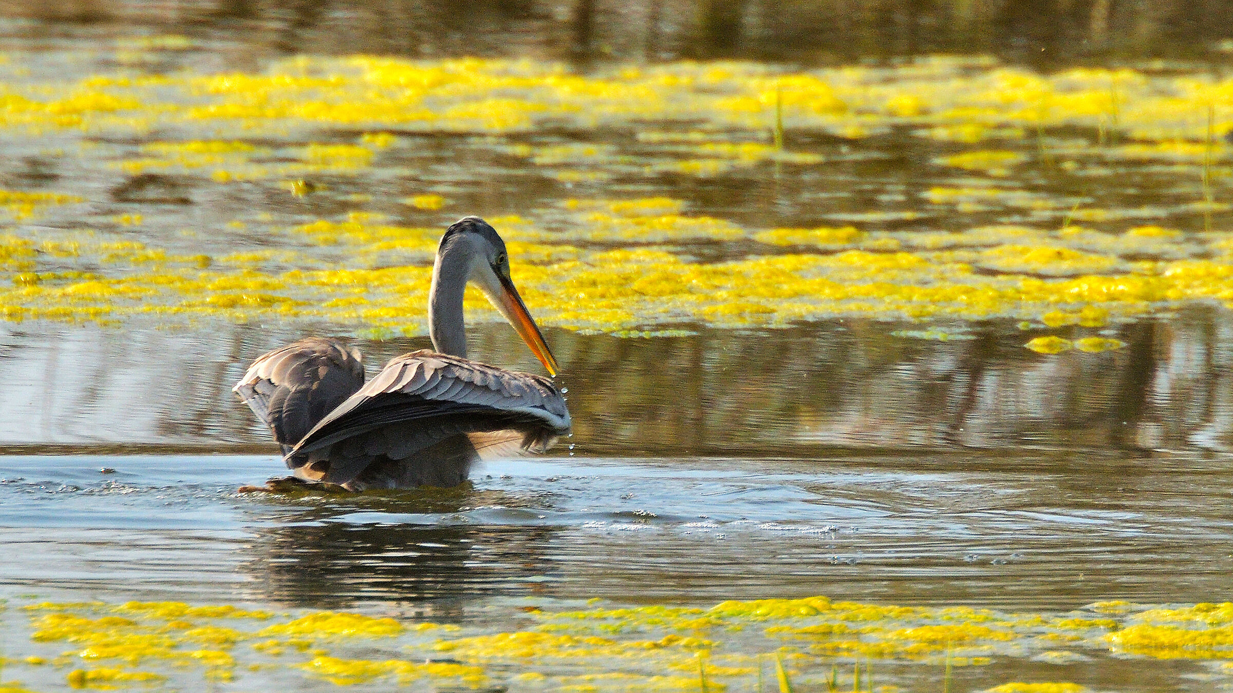 Dry beak (water only!)