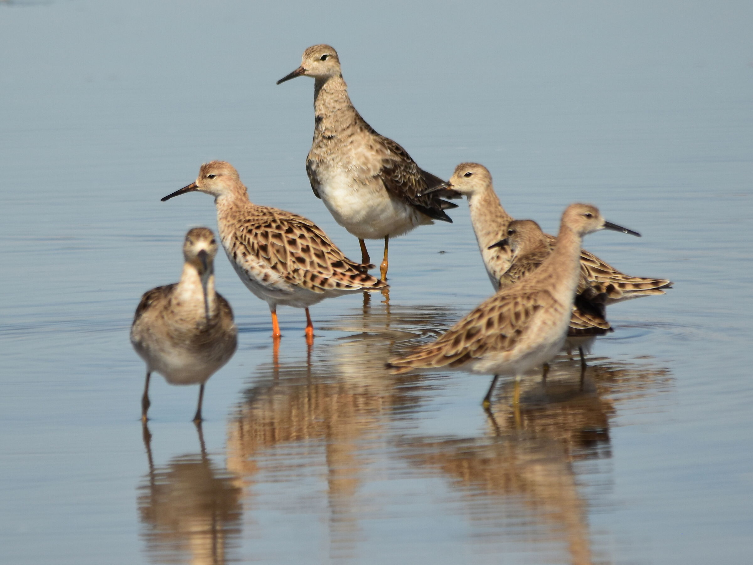 Combattenti in gruppo