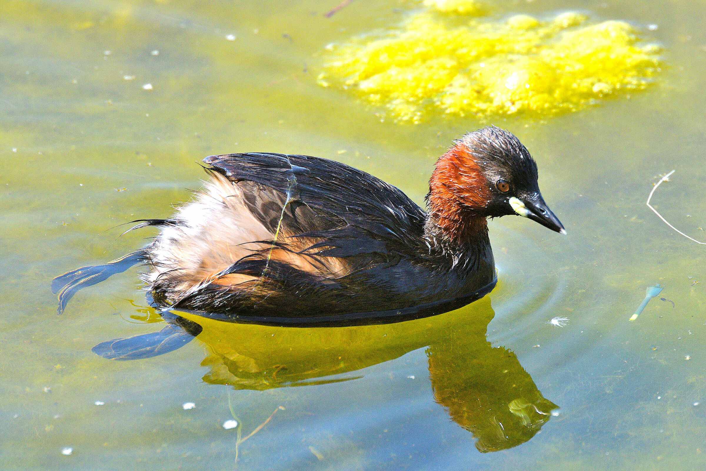 Little Grebe
