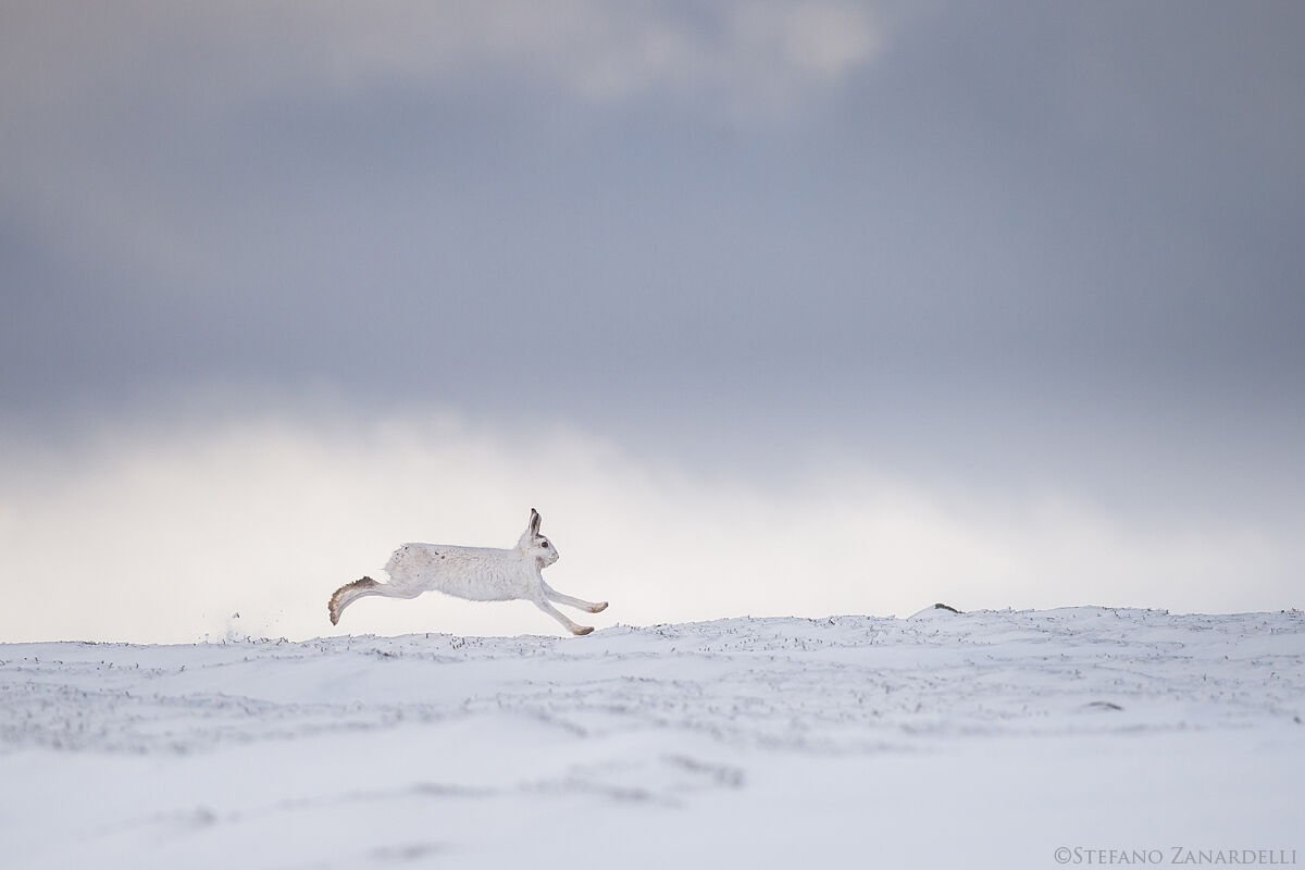 Mountain Hare
