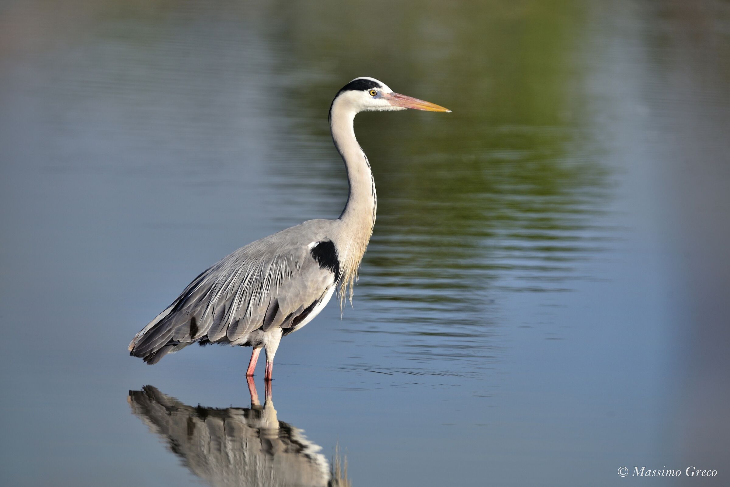 Grey Heron
