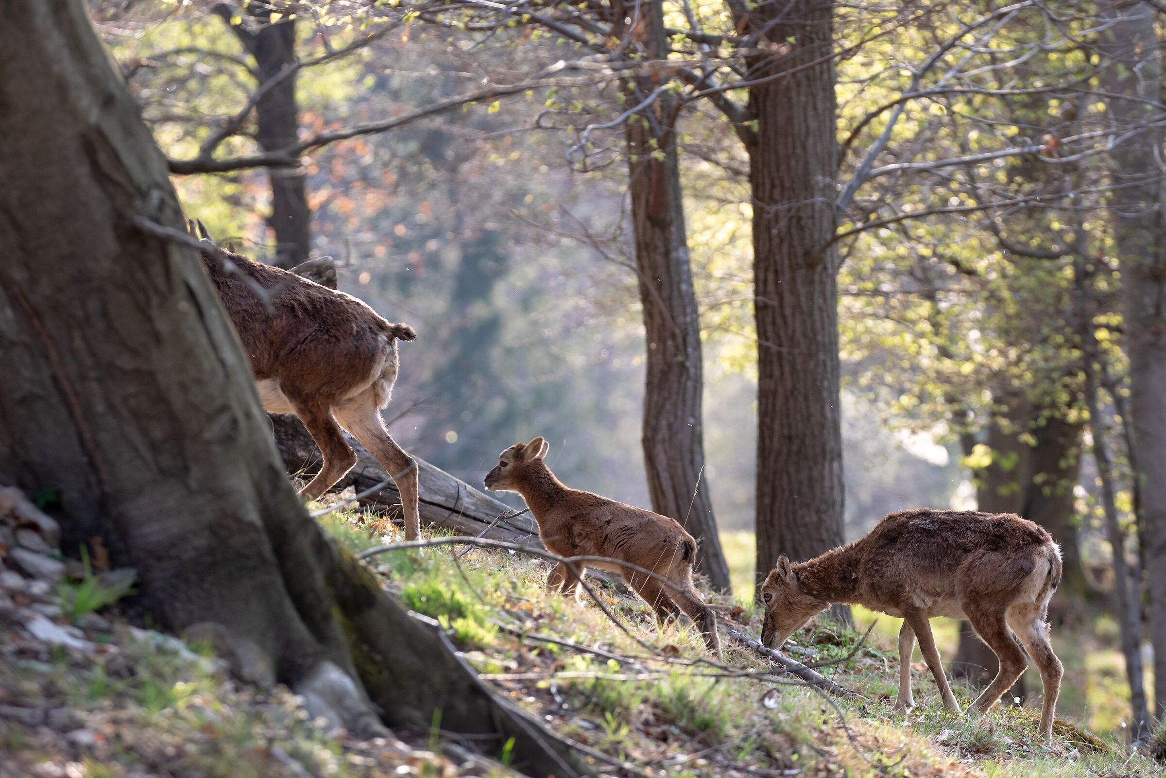 Half-siblings with mom