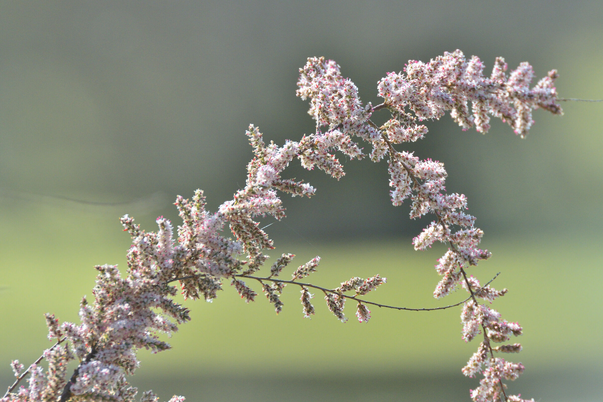 Spring flowers in Swamp