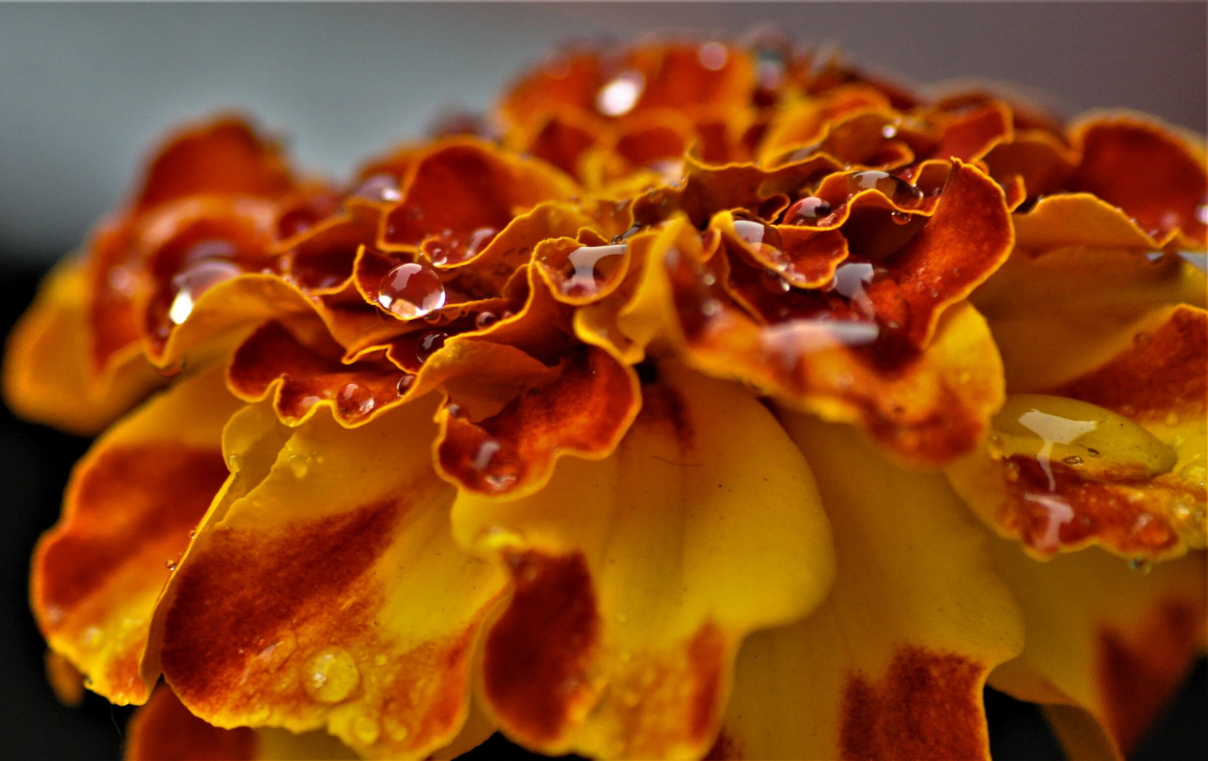 ...dopo la pioggia..