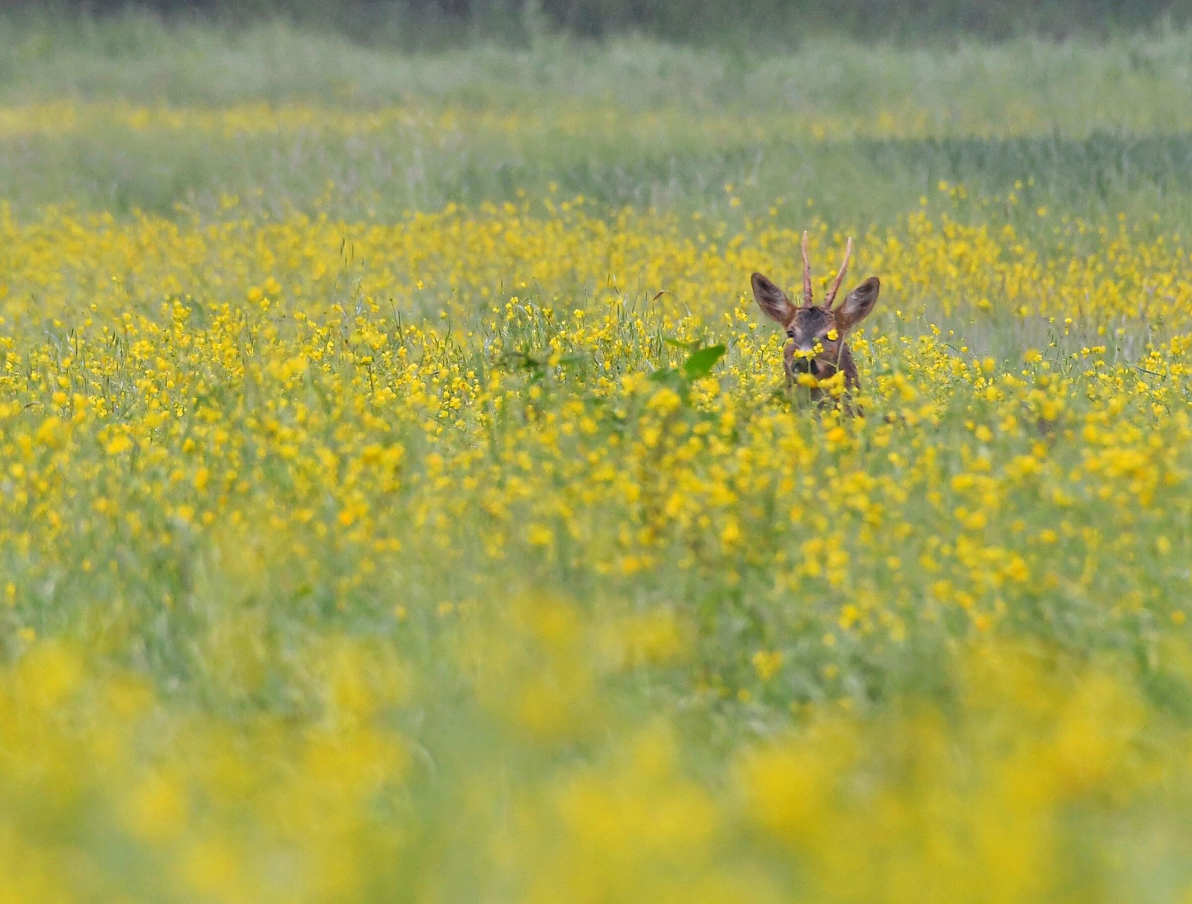 In the Rape field