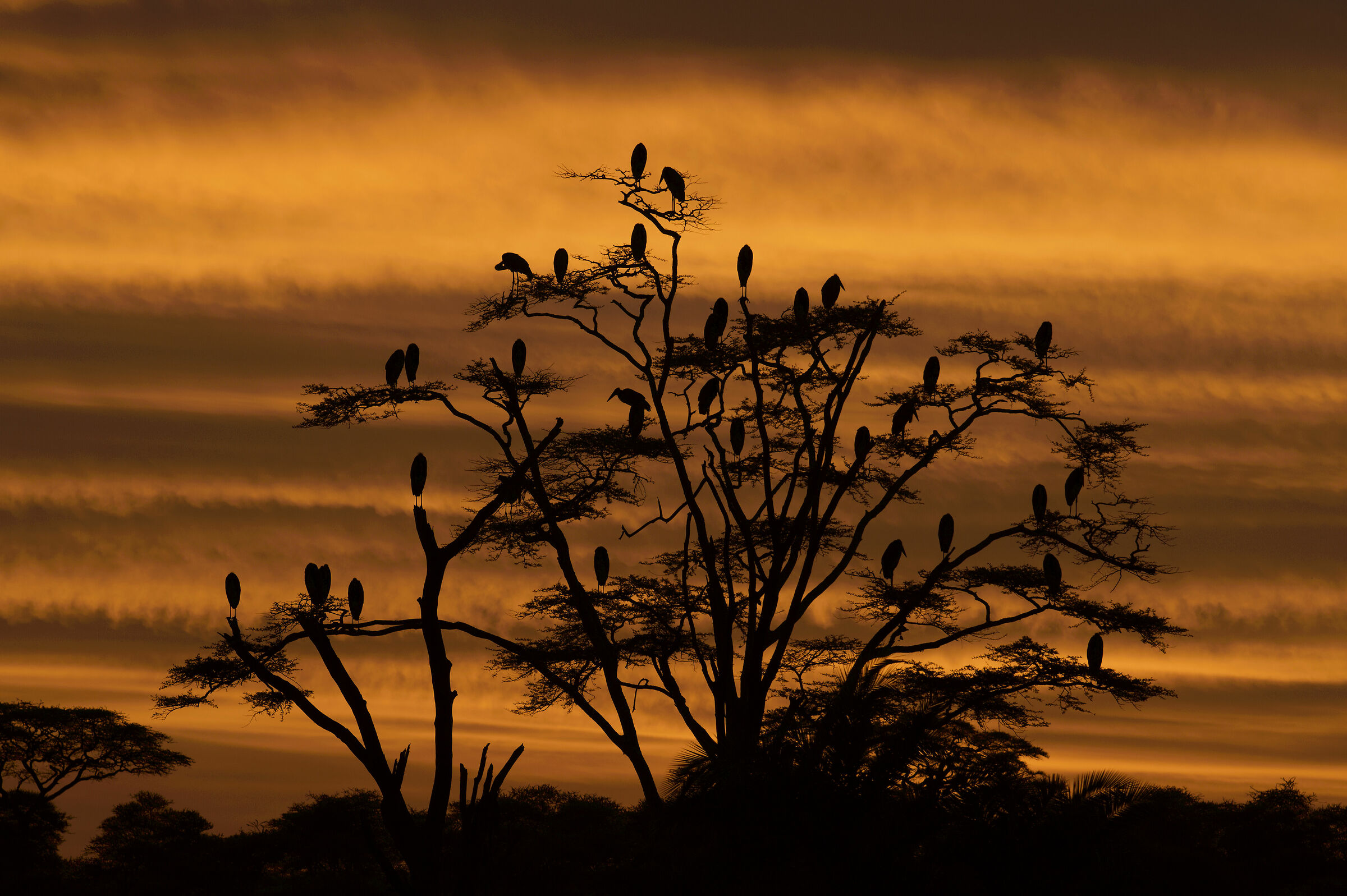 The Marabu ' Condominium at dawn