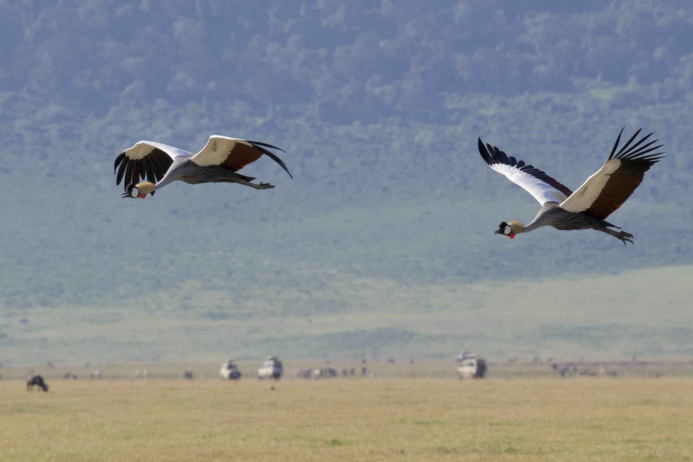 Crowned Cranes