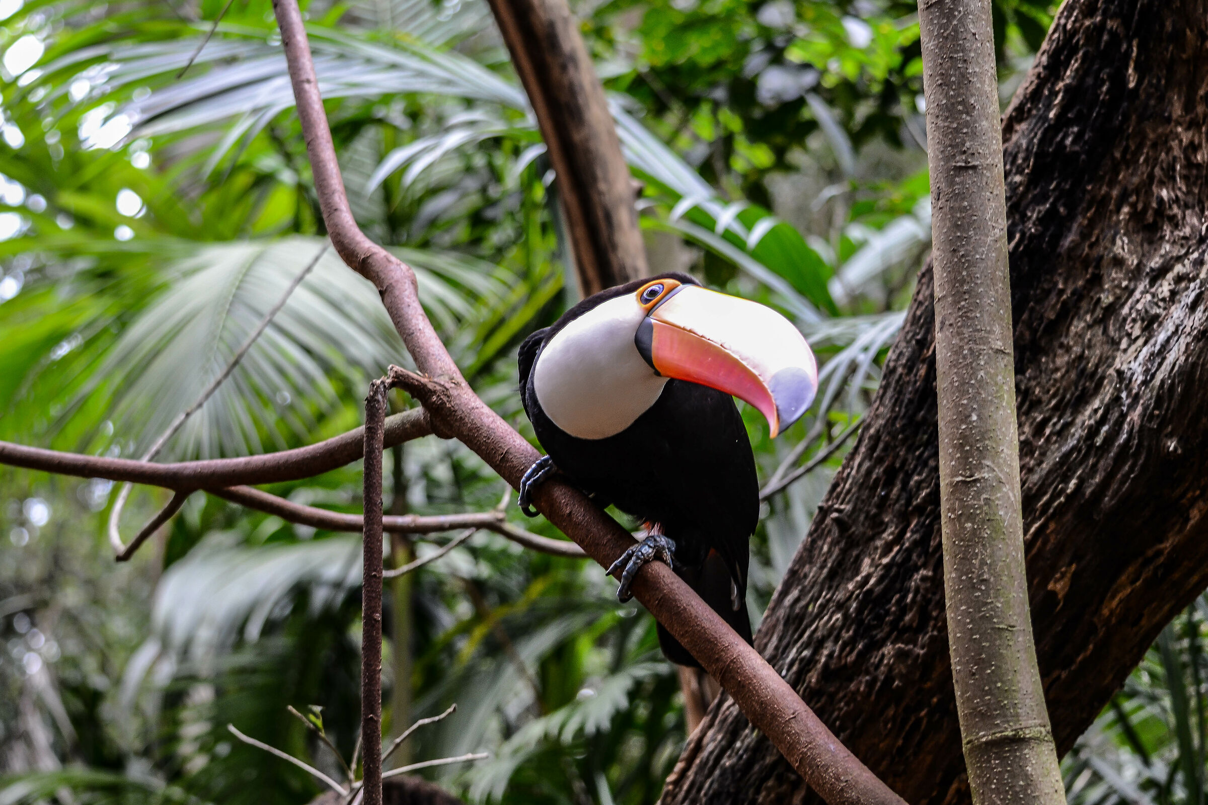 Tucano Foz de Iguaçu