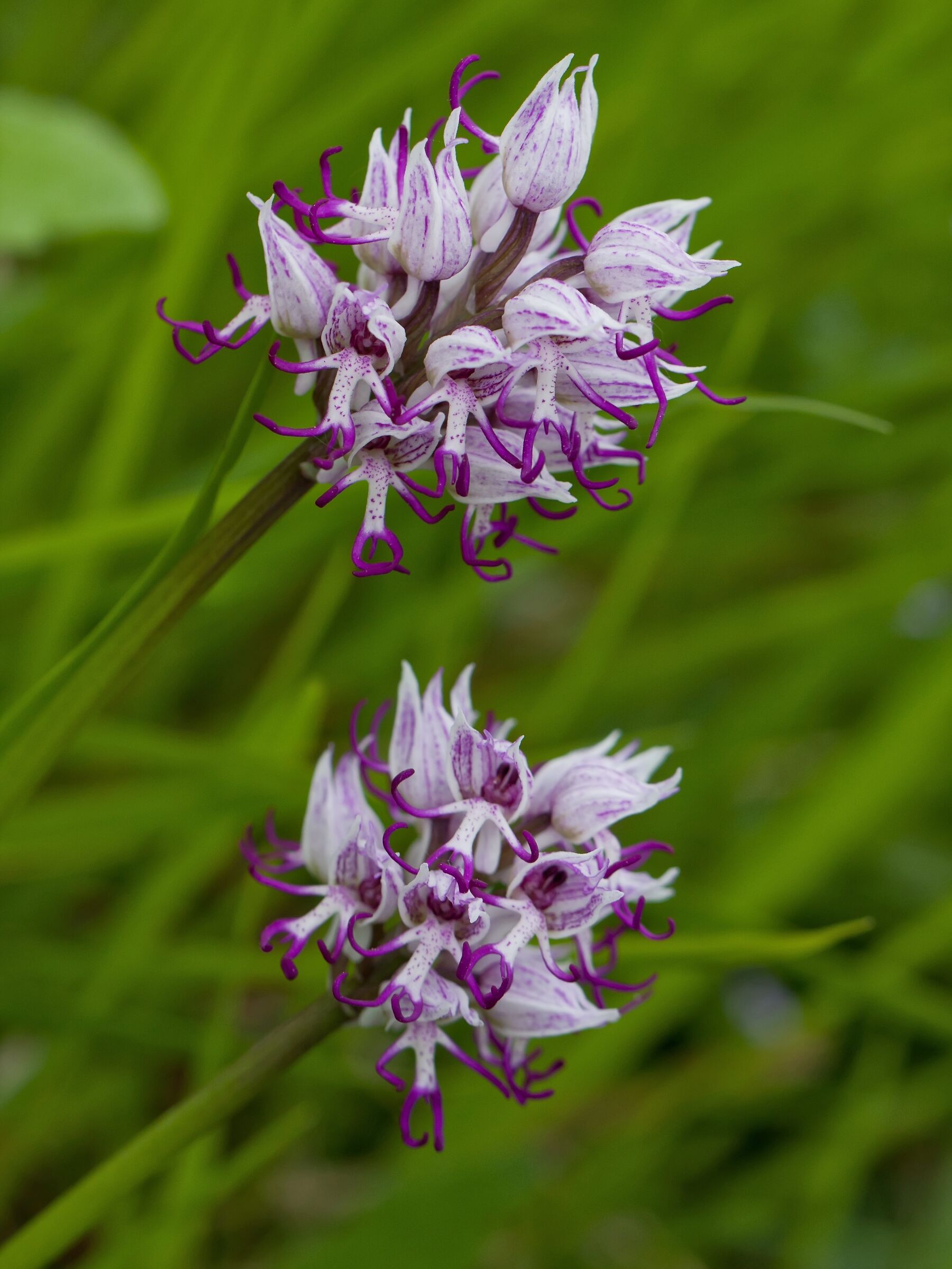 Orchidee selvatiche: Orchis simia