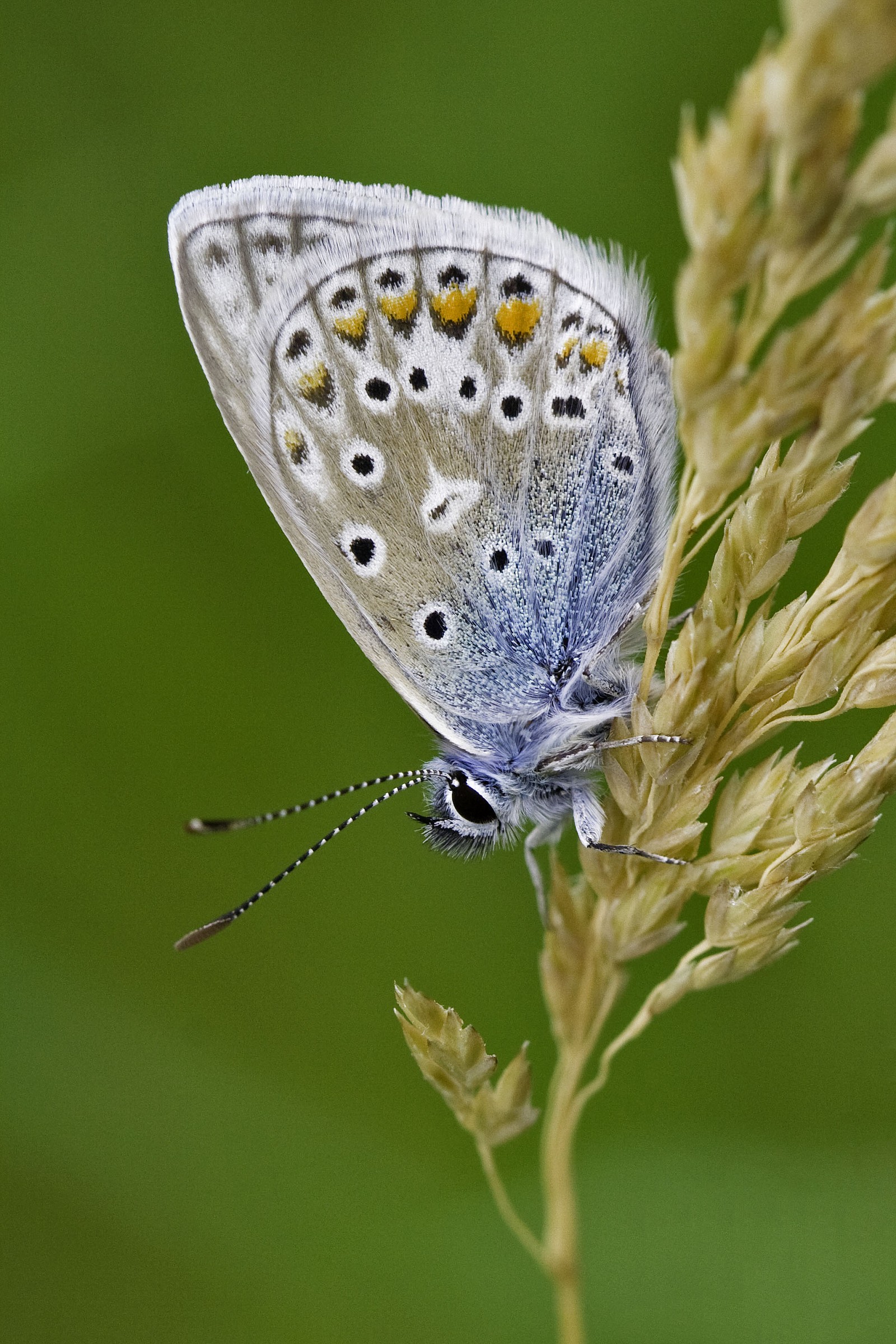 Polyommatus icarus
