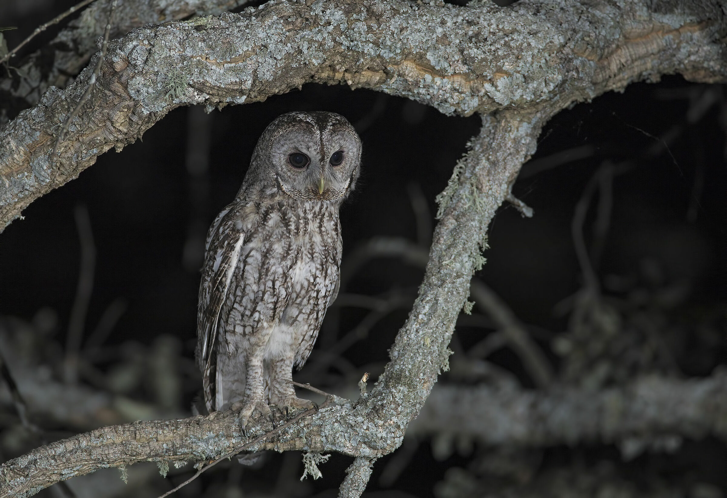 Tawny Owl (Strix aluco)