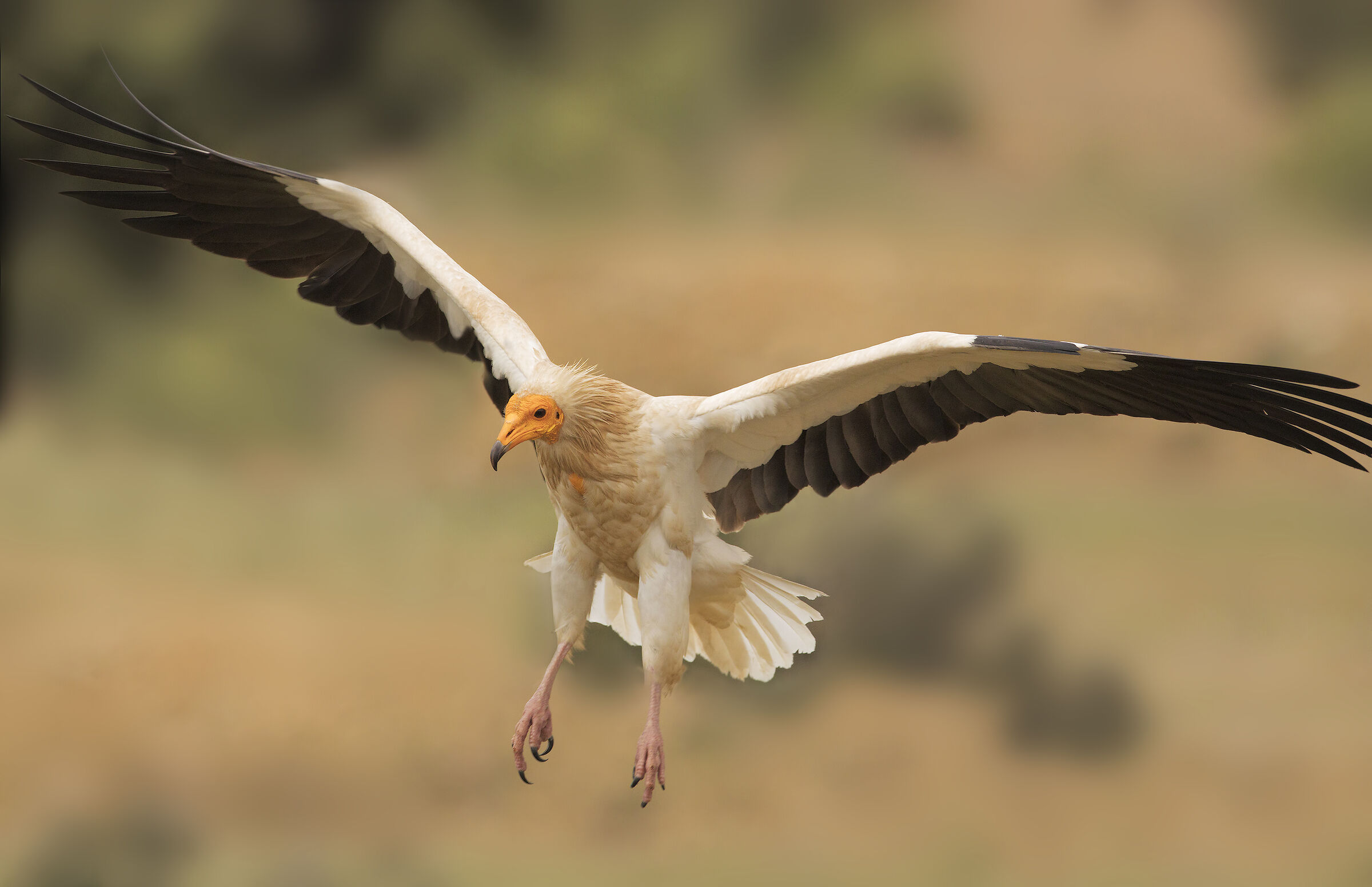 Egyptian Vulture (Neophron percnopterus)