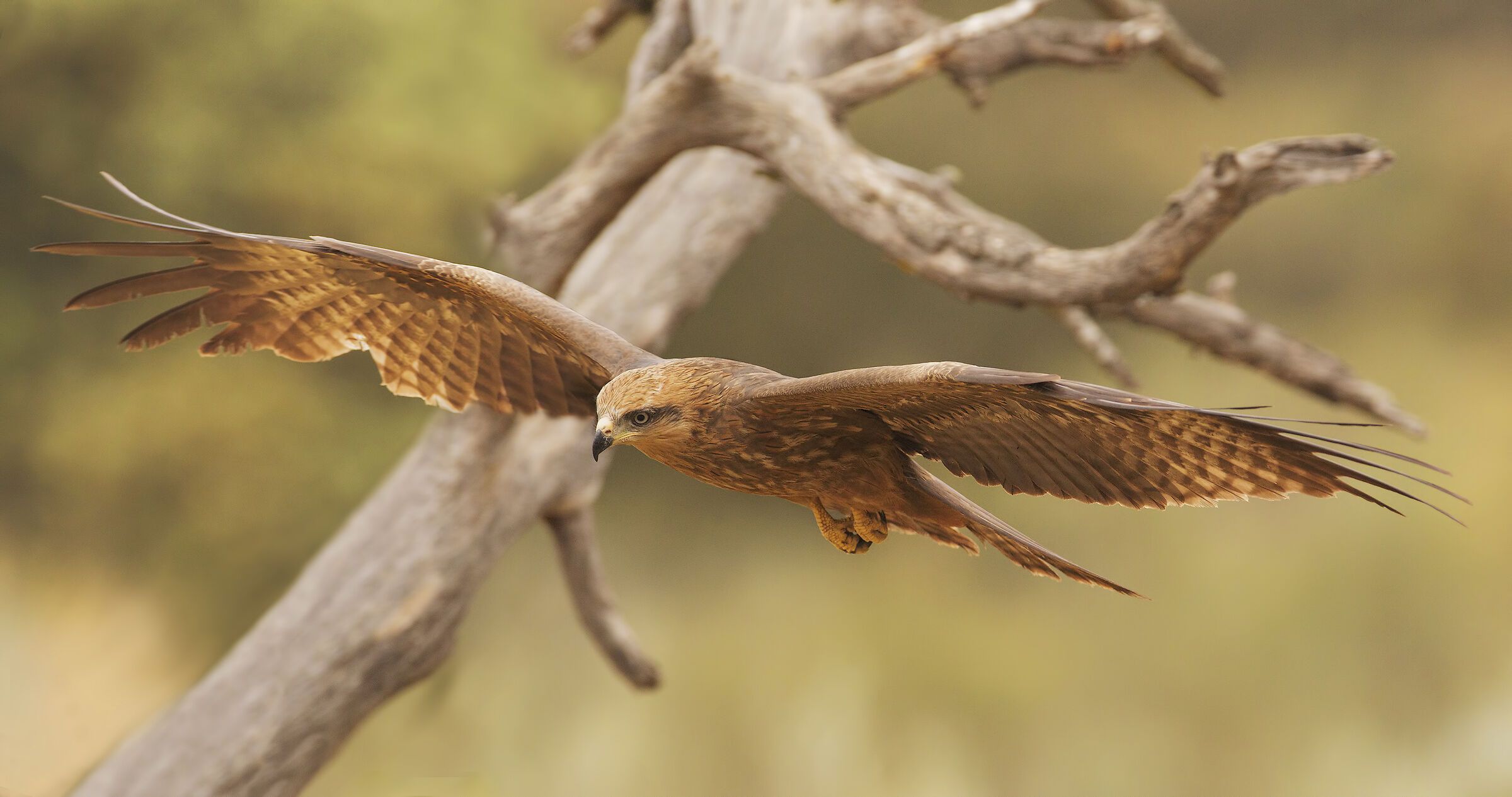 Brown Kite (Milvus migrans)