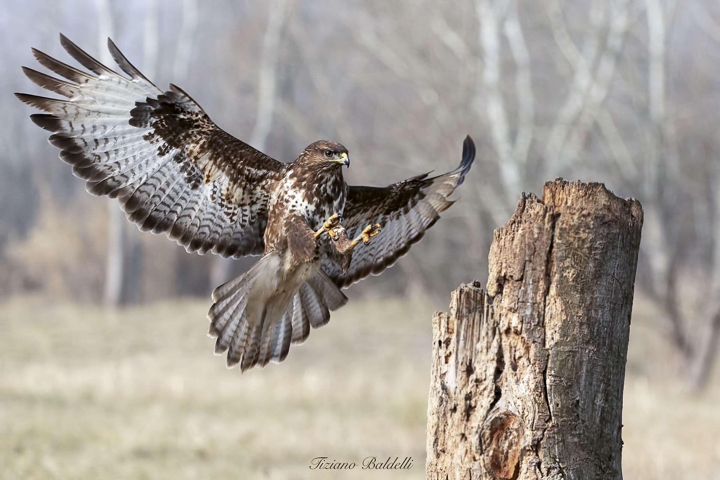 Buzzard coming up on roost