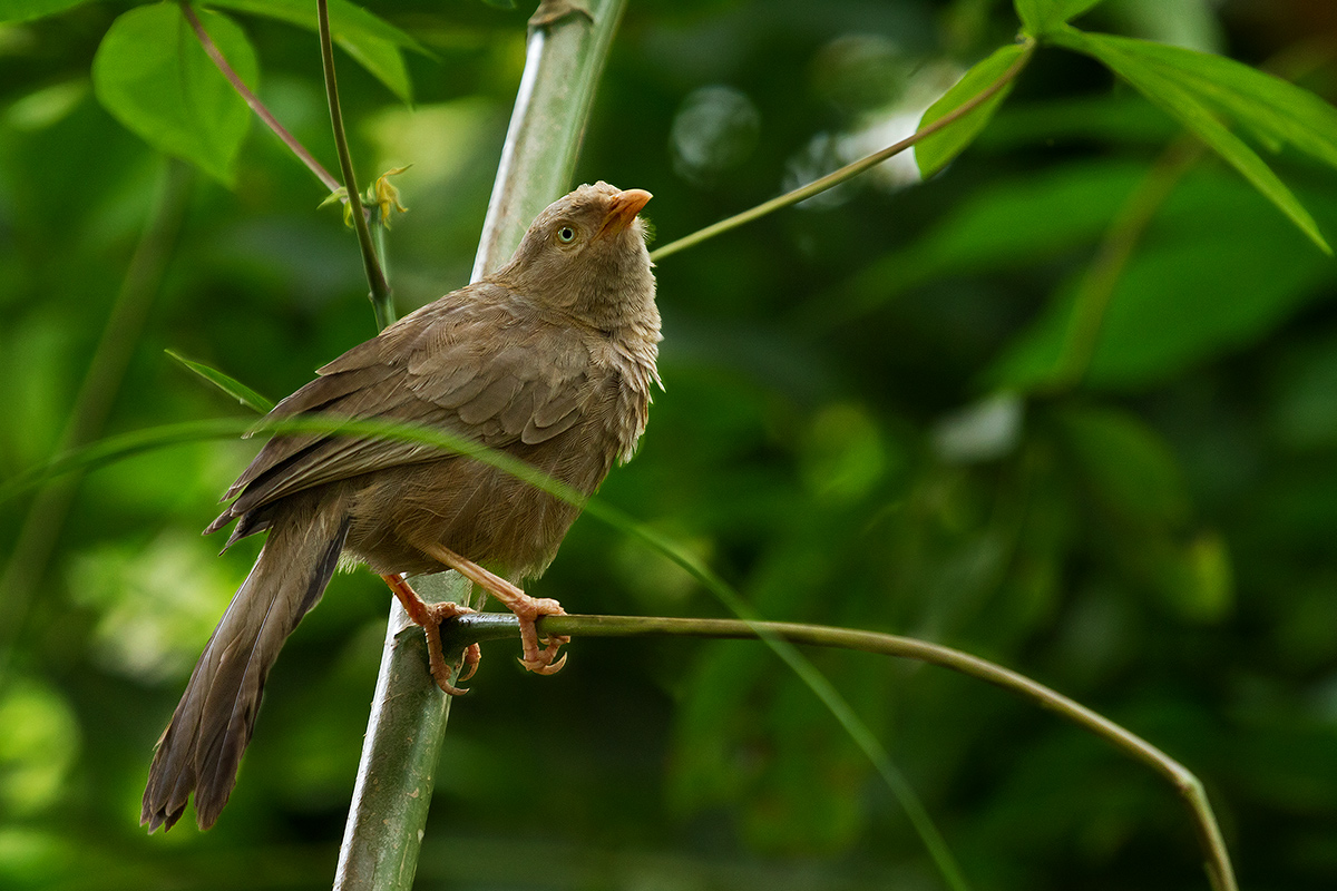 Yellow-billed babbler