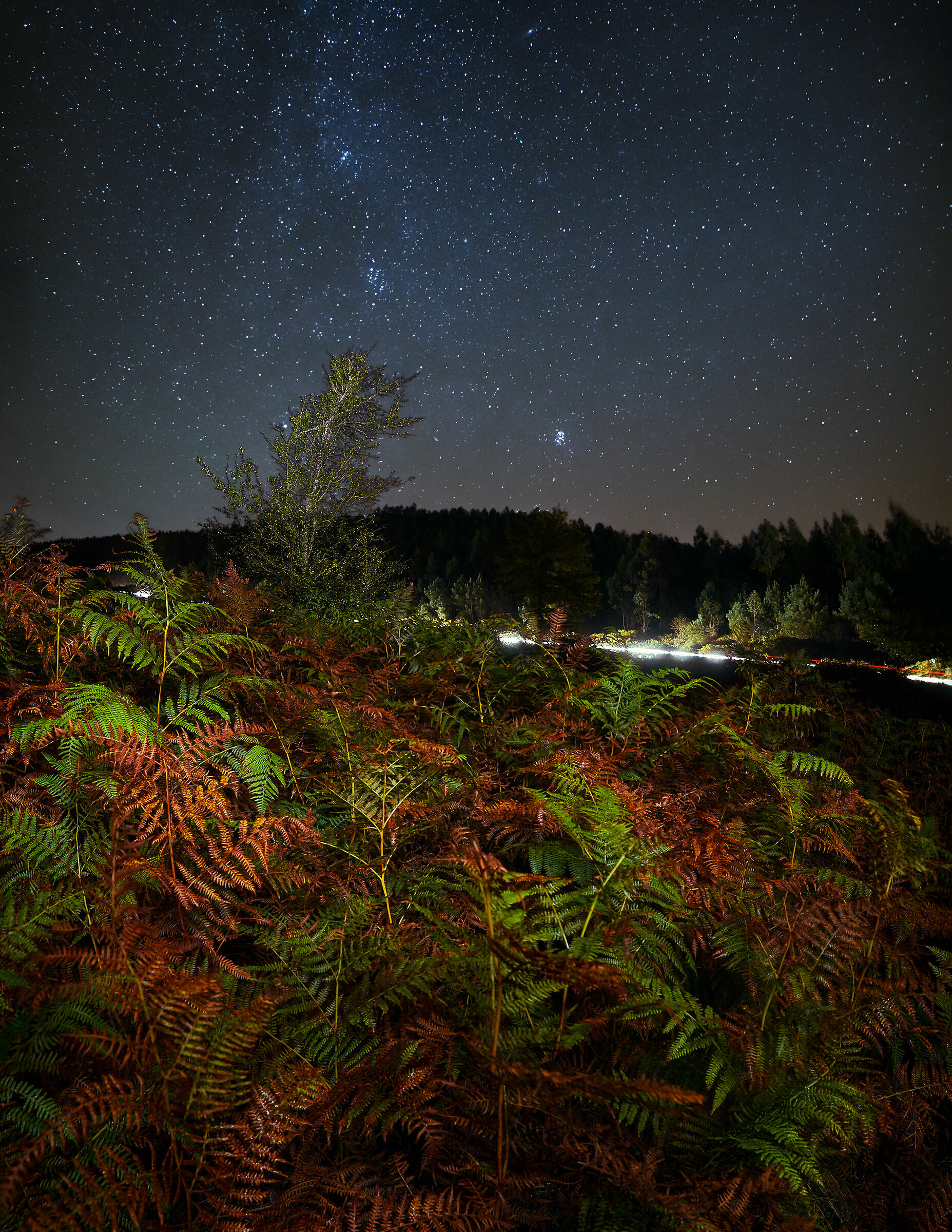 Lonely tree in the night