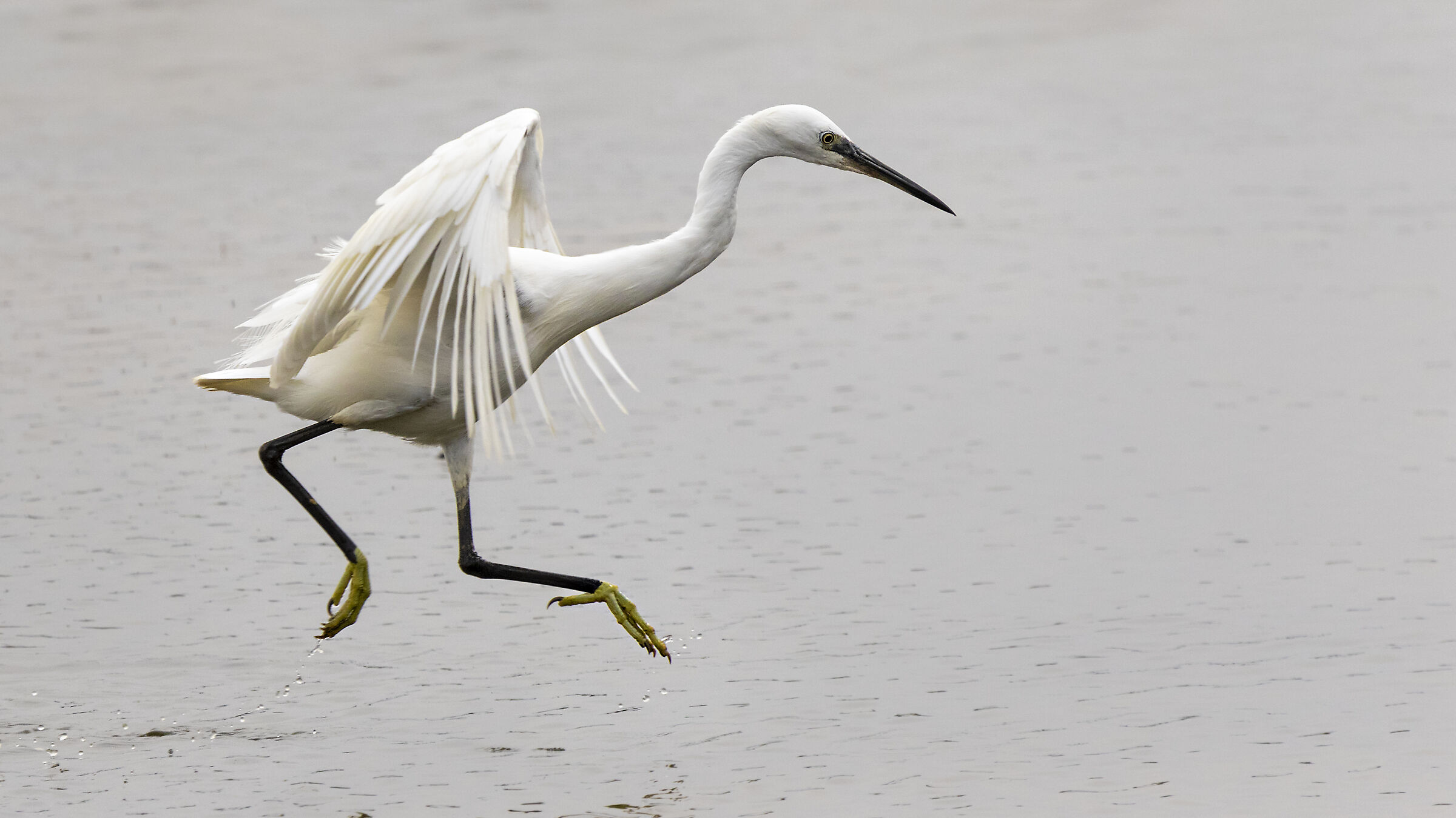 Egret