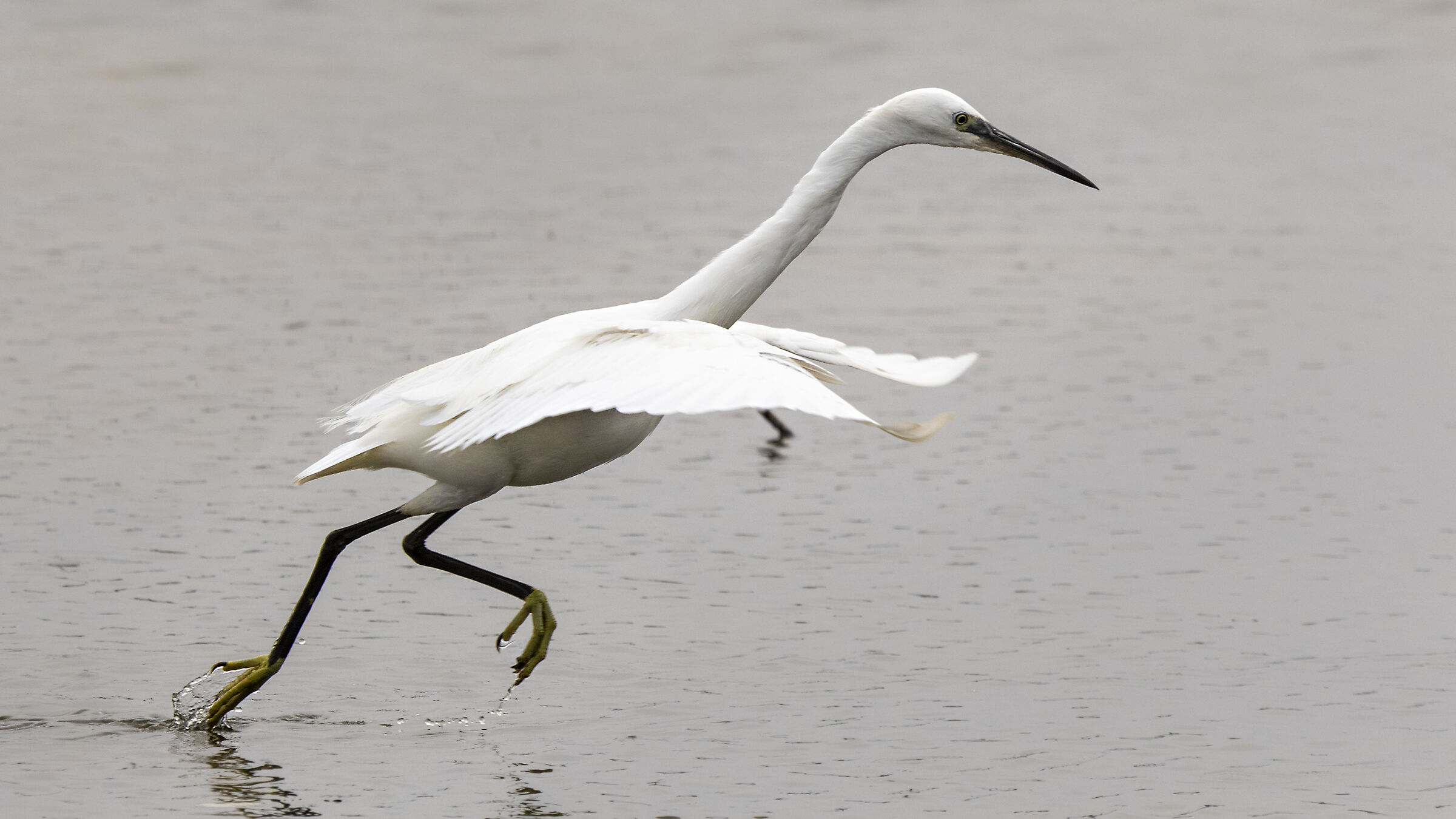 Egret