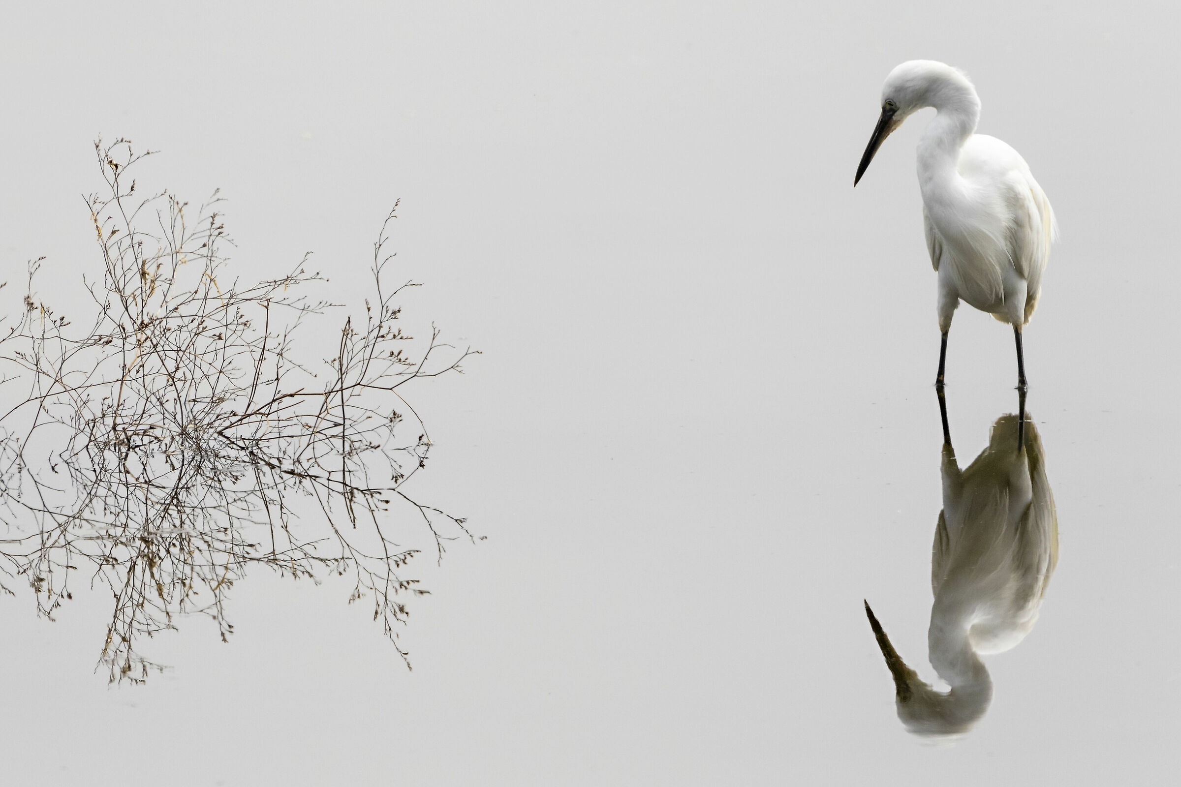 Egret