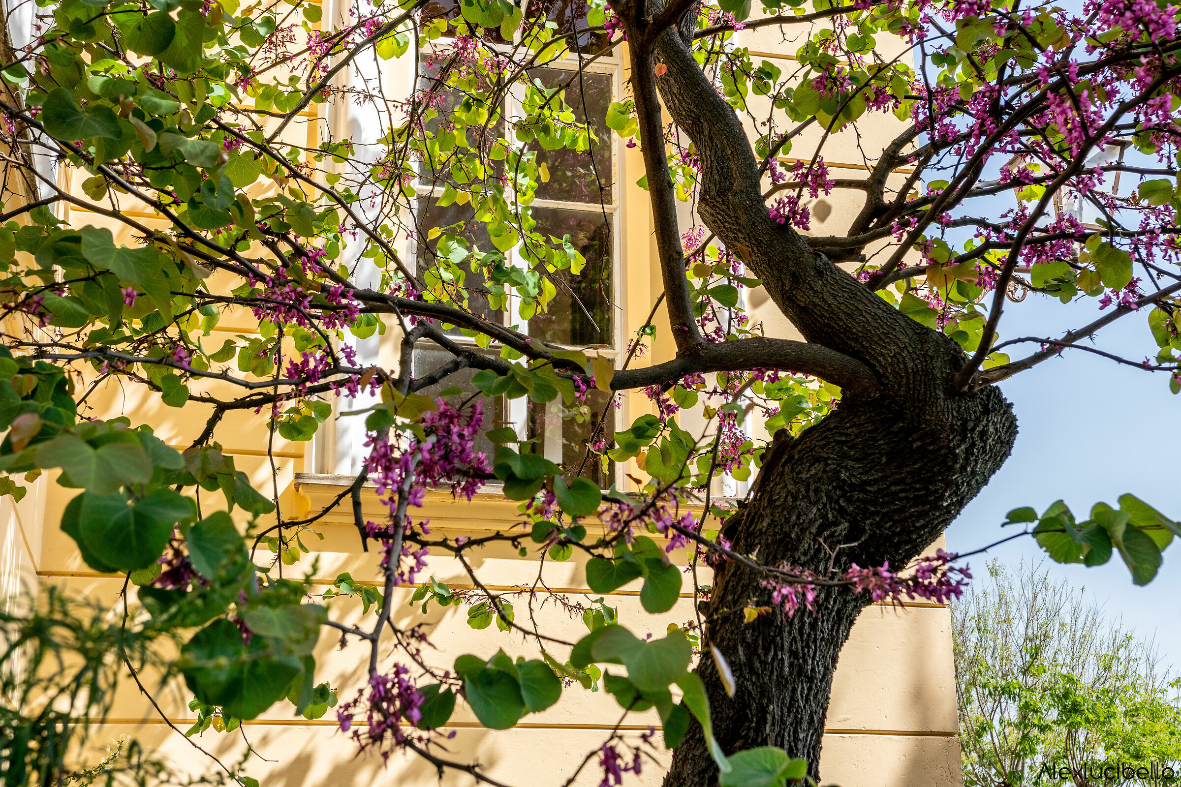 Church window Santa Caterina