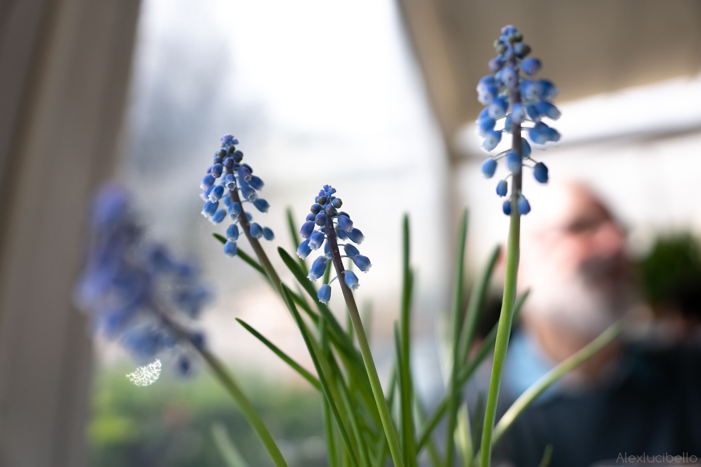 Muscari