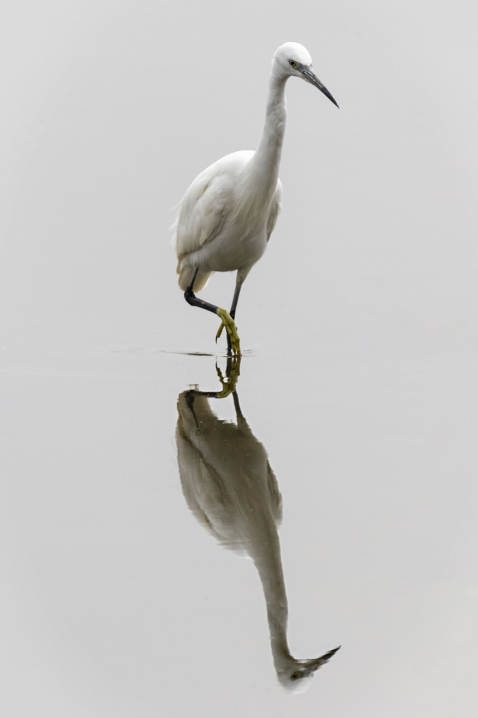 Egret