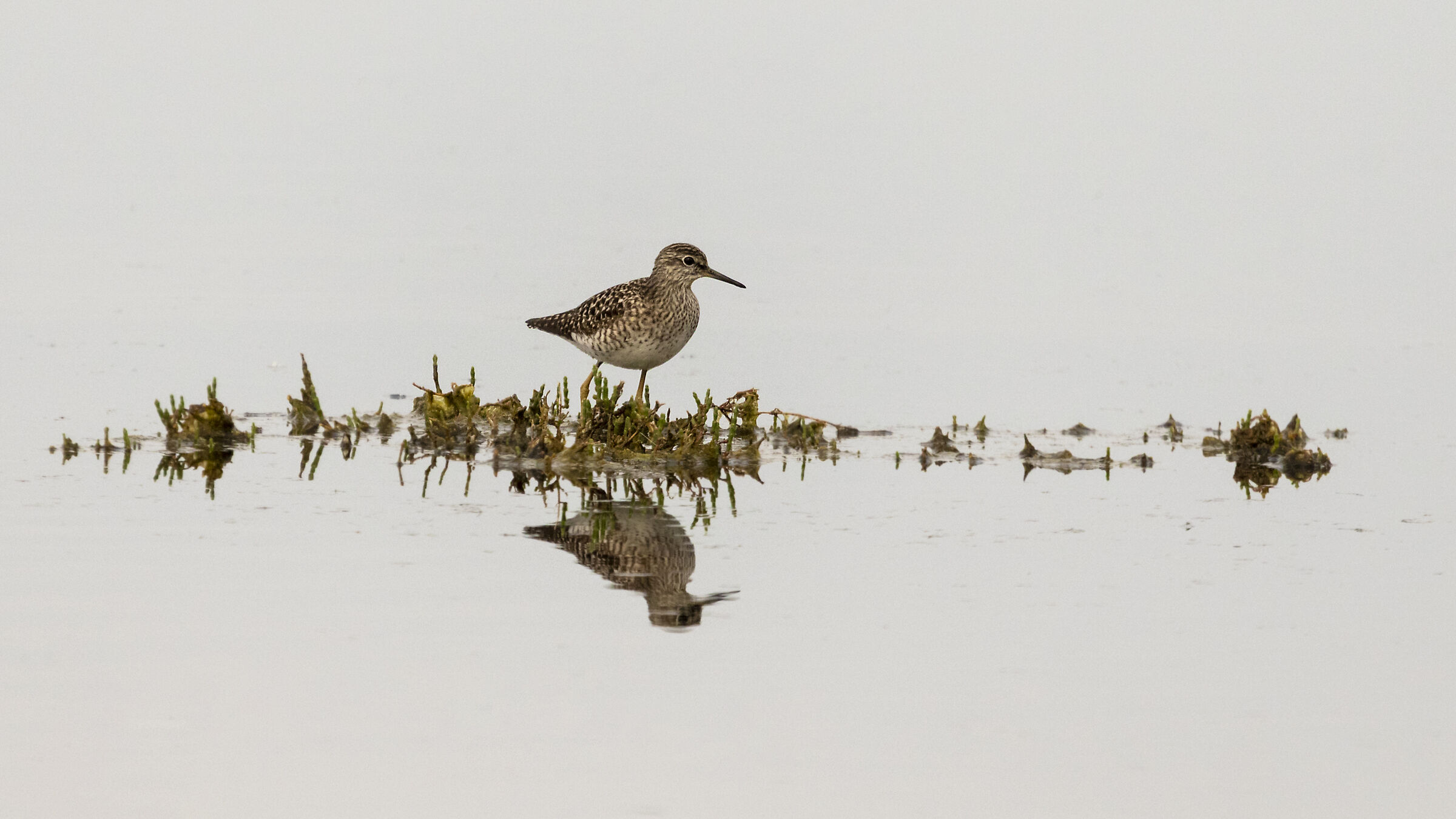 Piro Piro Boschereccio