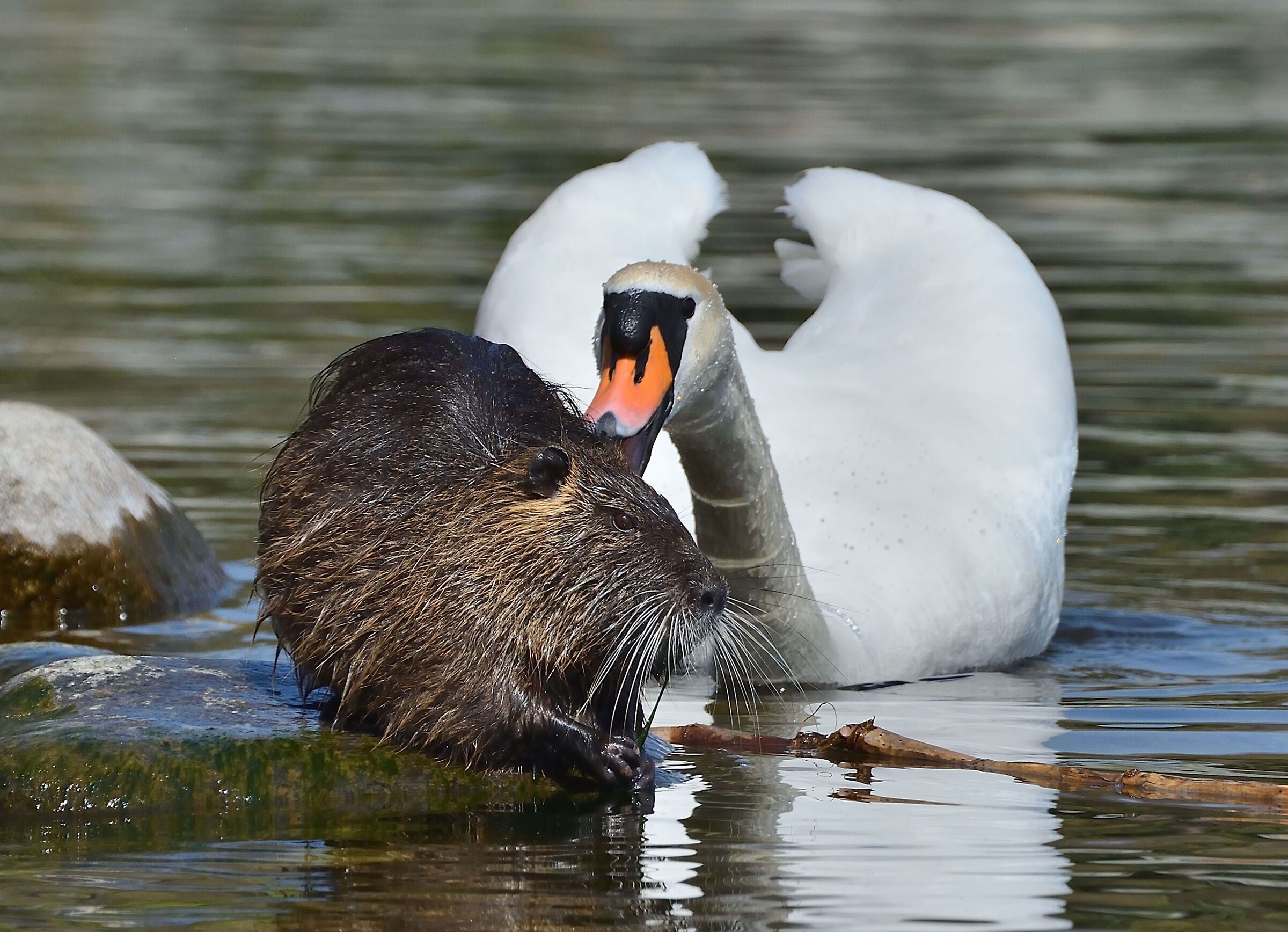 Nutria vs cigno