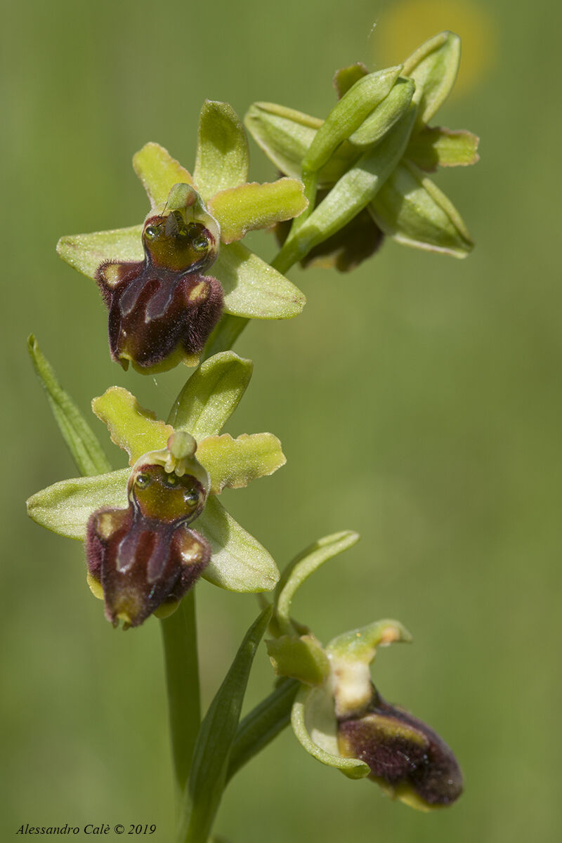 Orchidea selvatica 9659