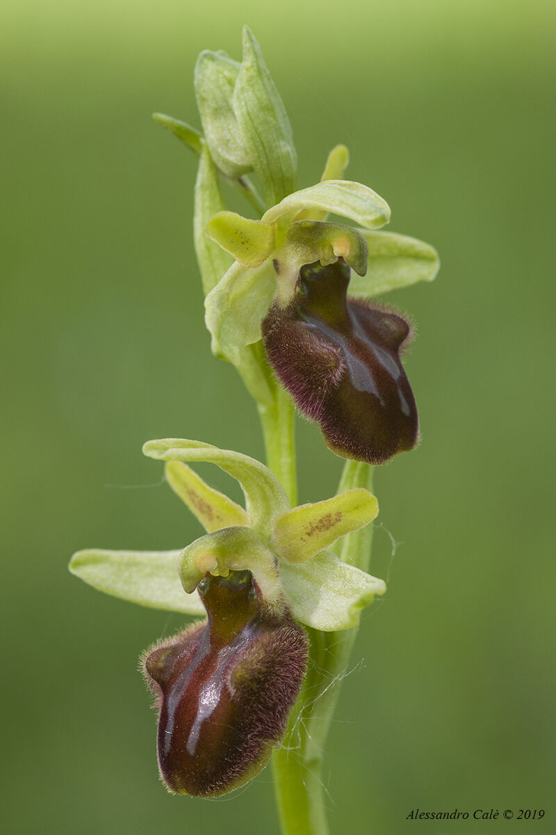 Orchidea selvatica 9776