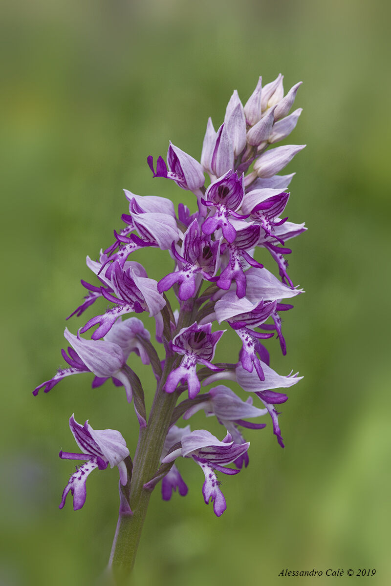 Orchis militaris 9825