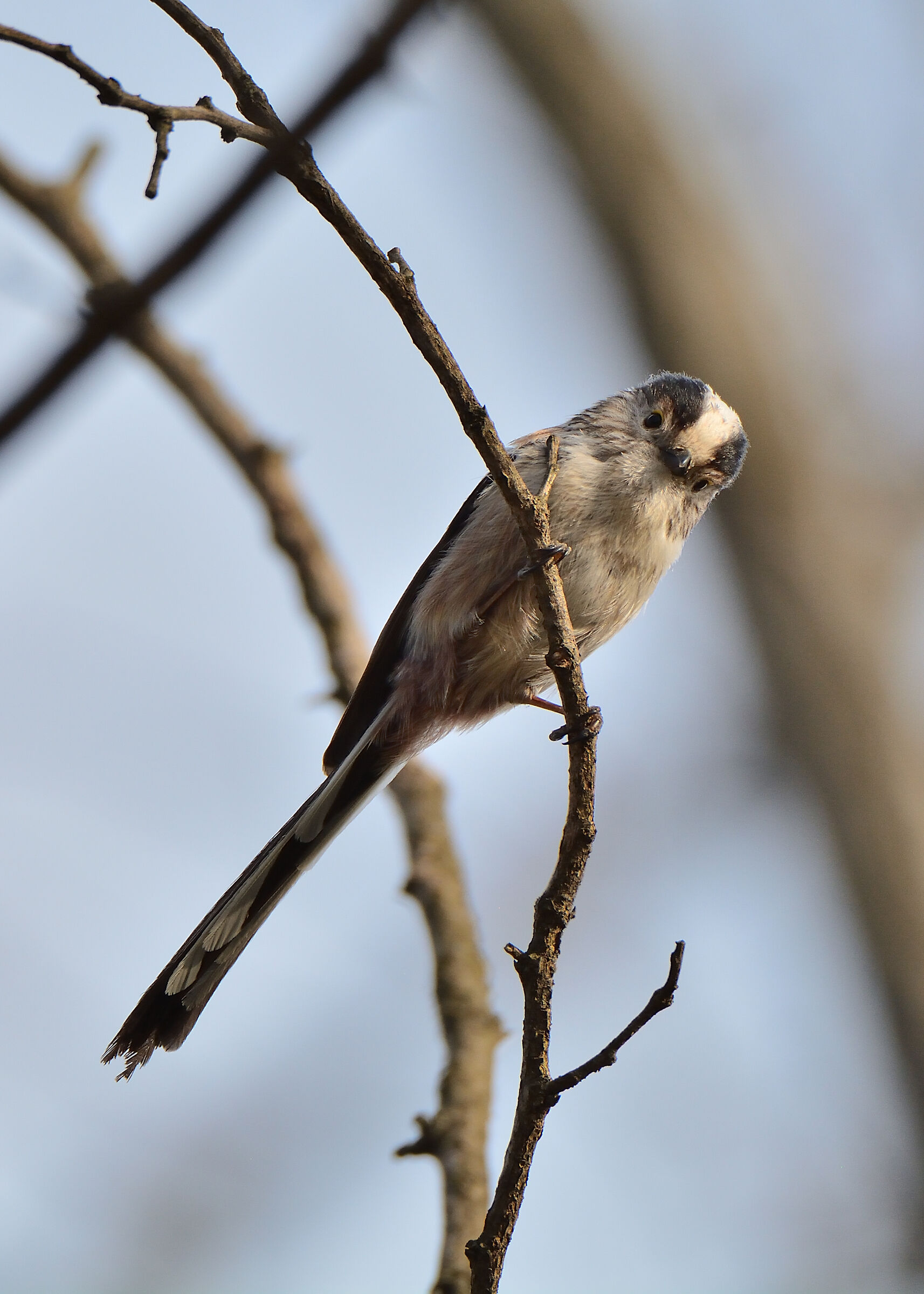 Codibugnolo...Chi c'é?