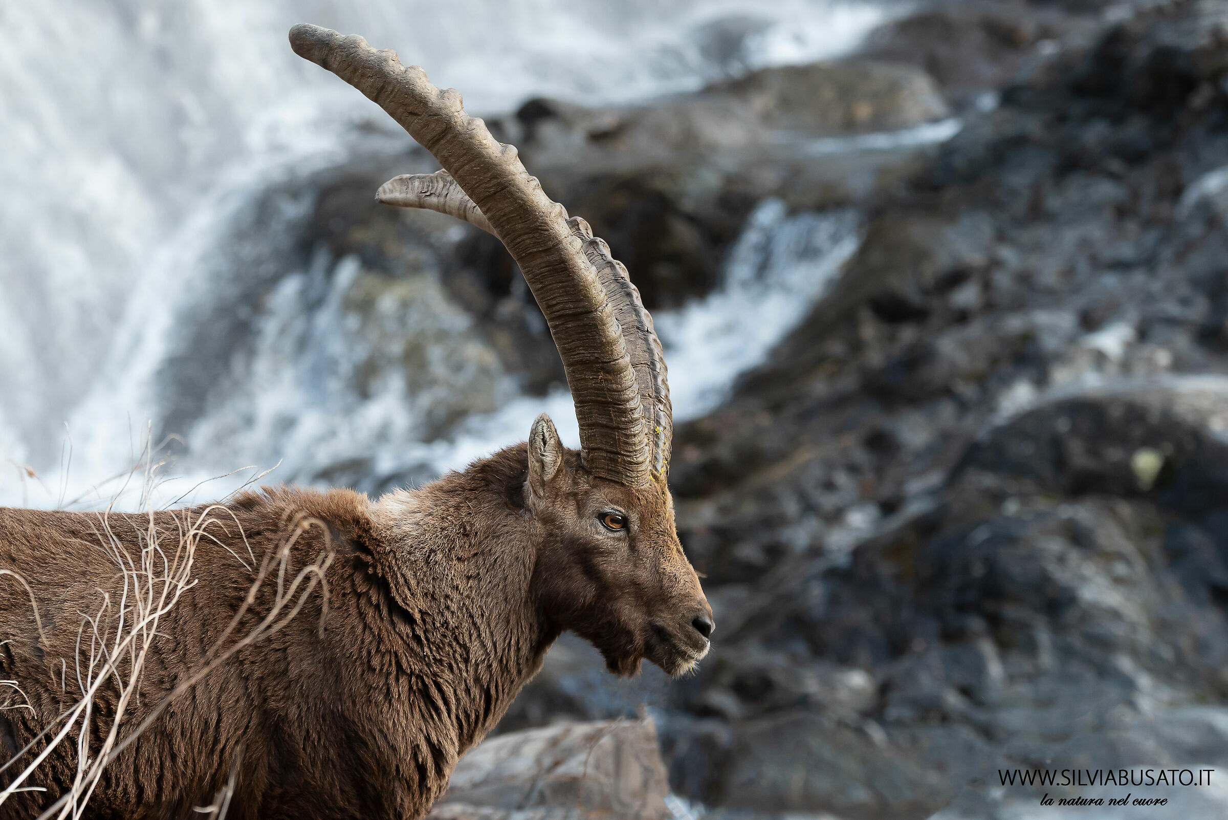 Stambecco - Alpi Orobie