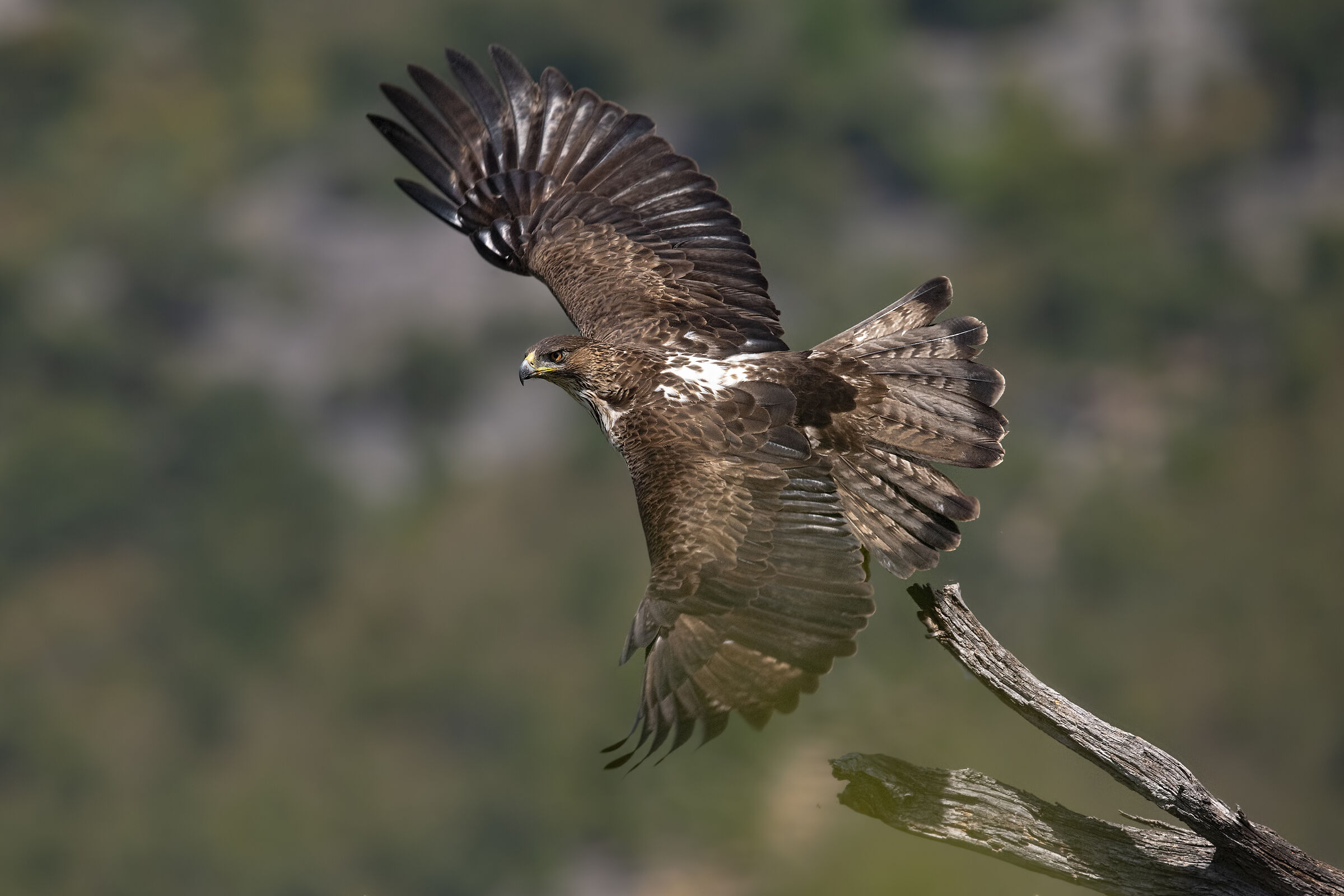 Aquila del bonelli femmina