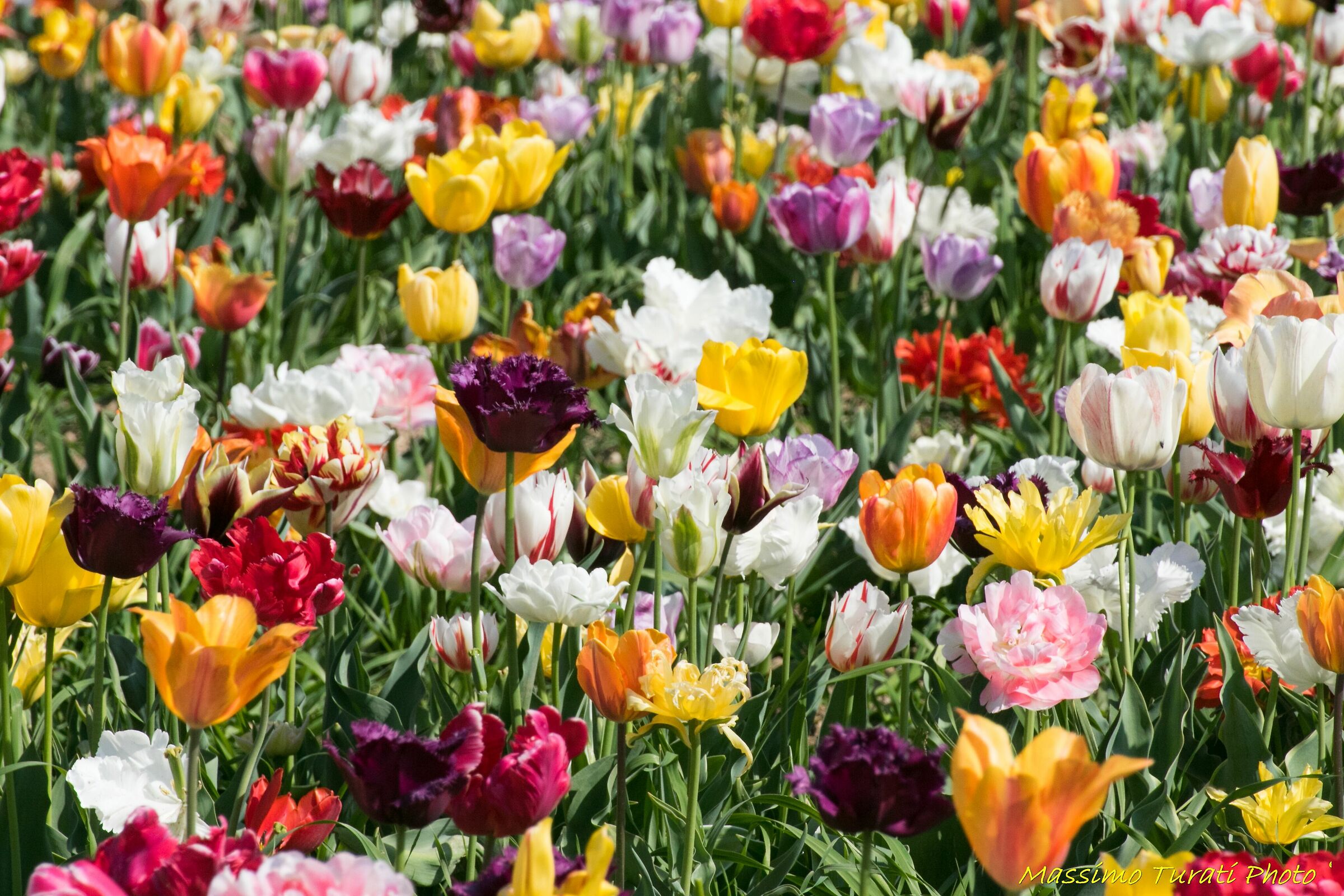 Campo di tulipani a Paderno Dugnano (mi)