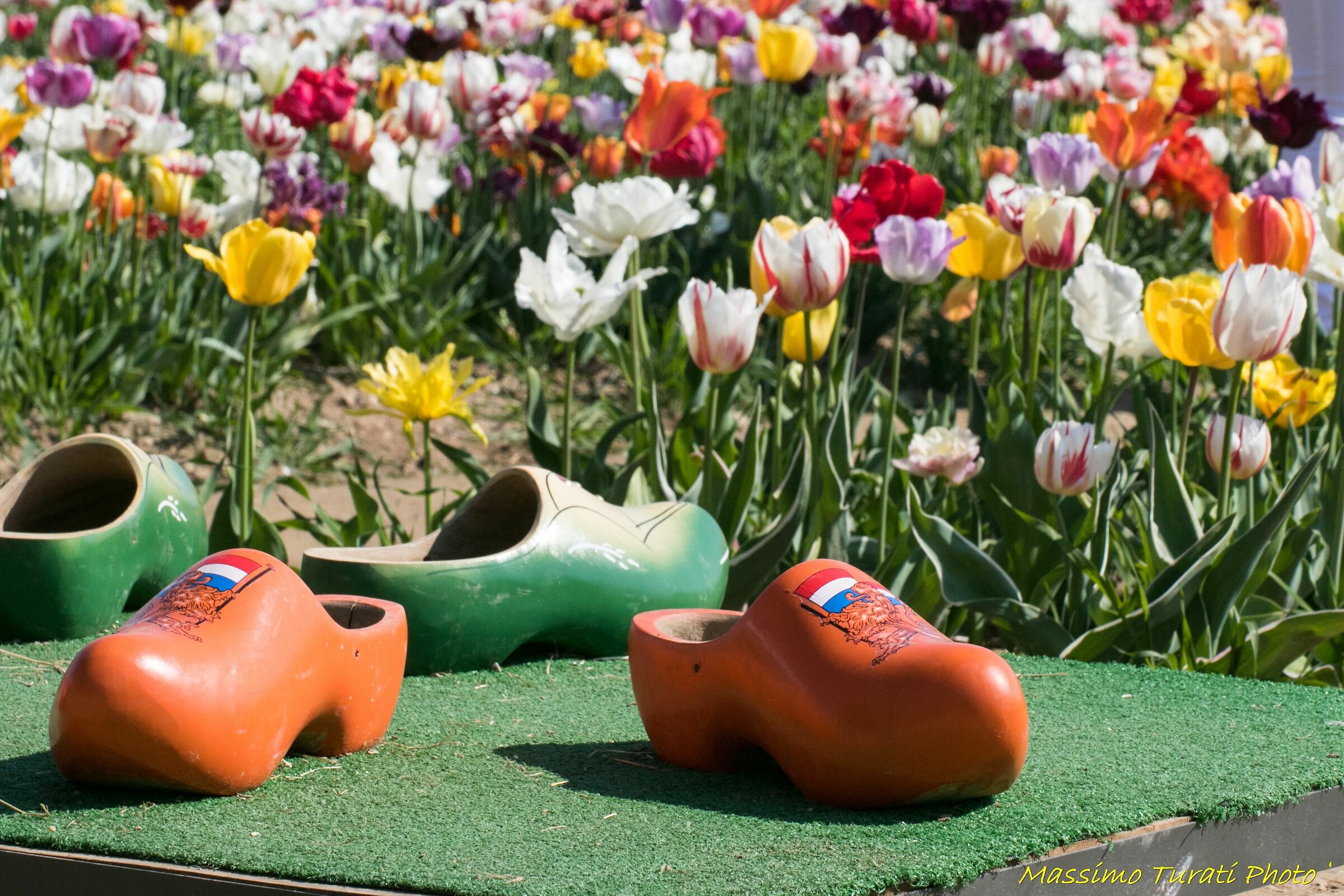 Campo di tulipani a Paderno Dugnano (mi)