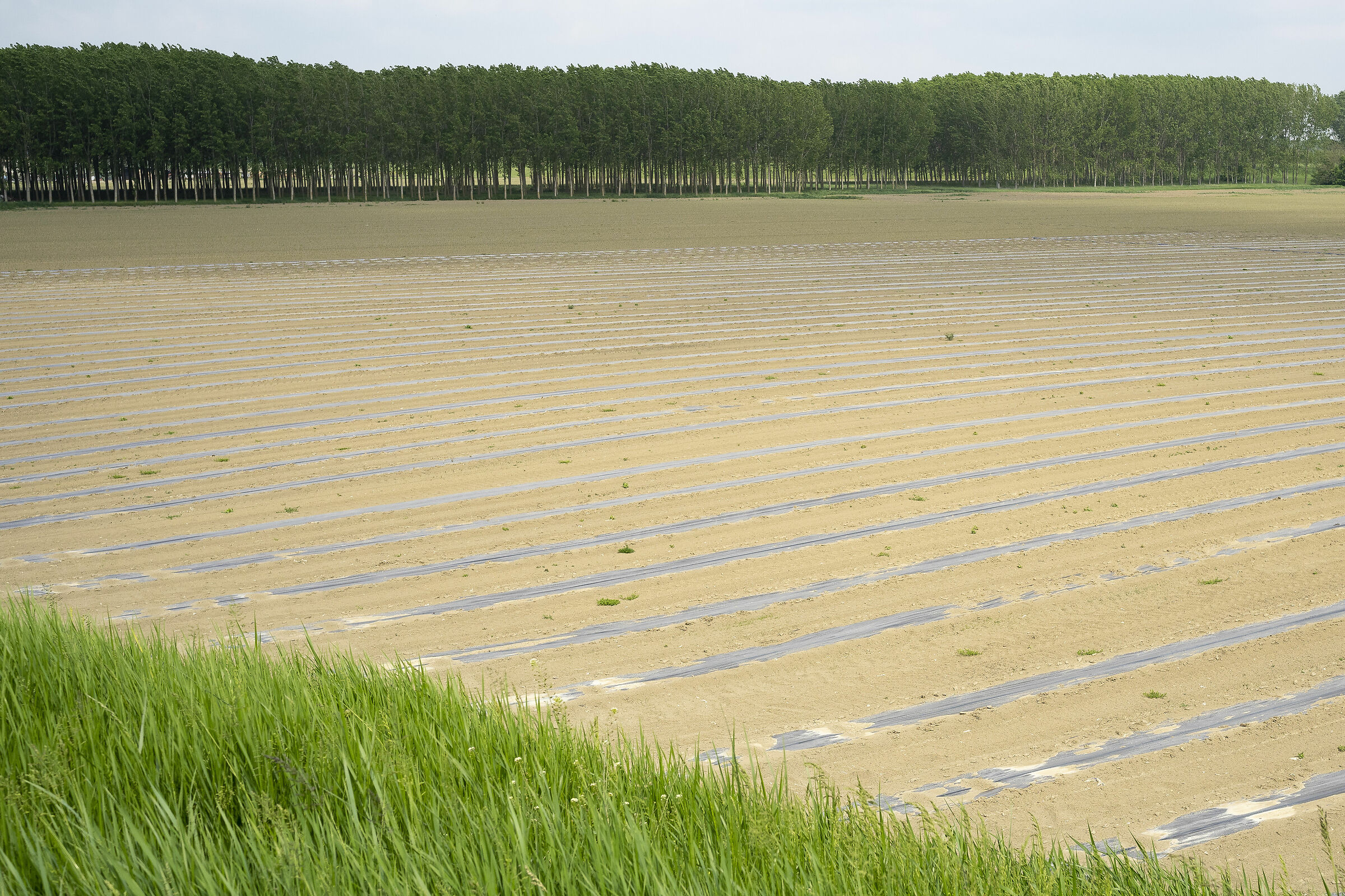 Reggia Colorno e dintorni