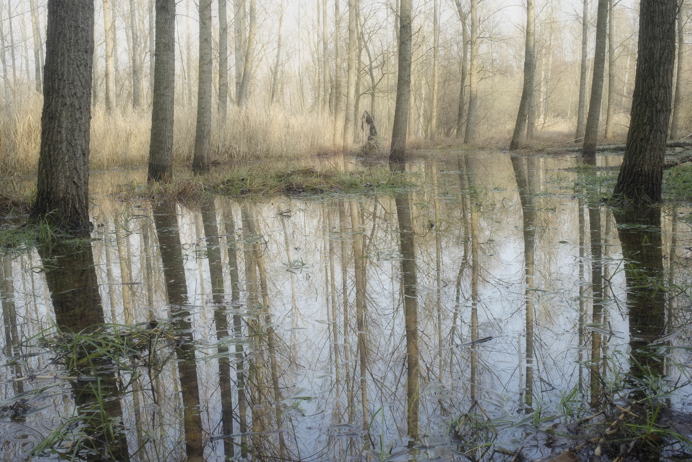 Avigliana-wetland/flooded forest