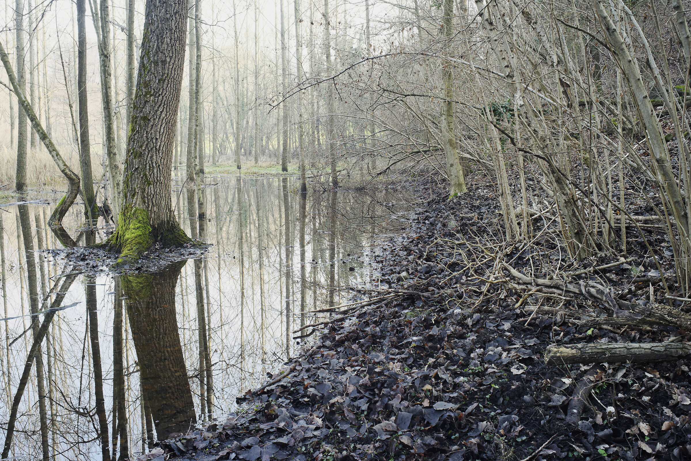 Avigliana-wetland/flooded forest
