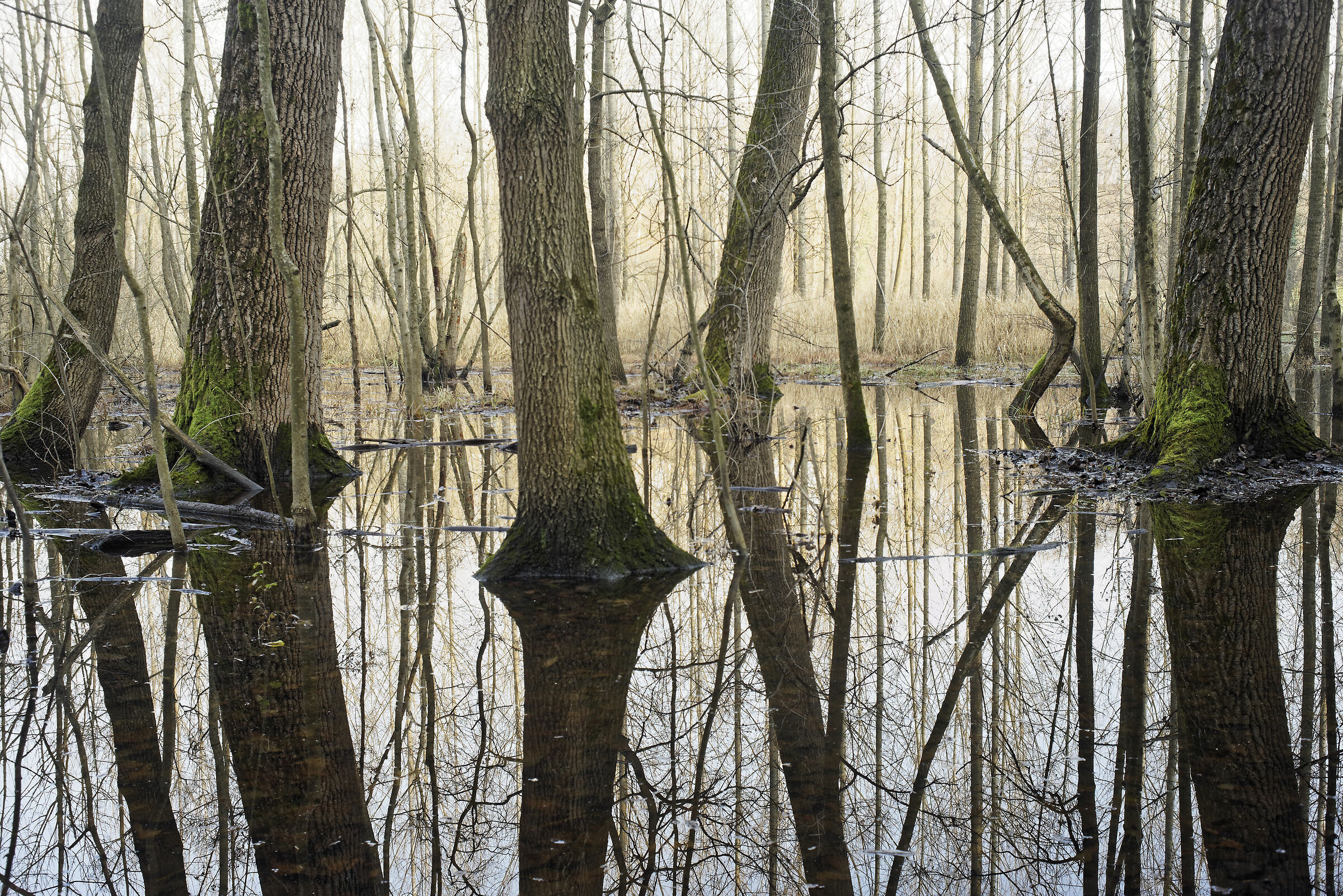 Avigliana-wetland/flooded forest