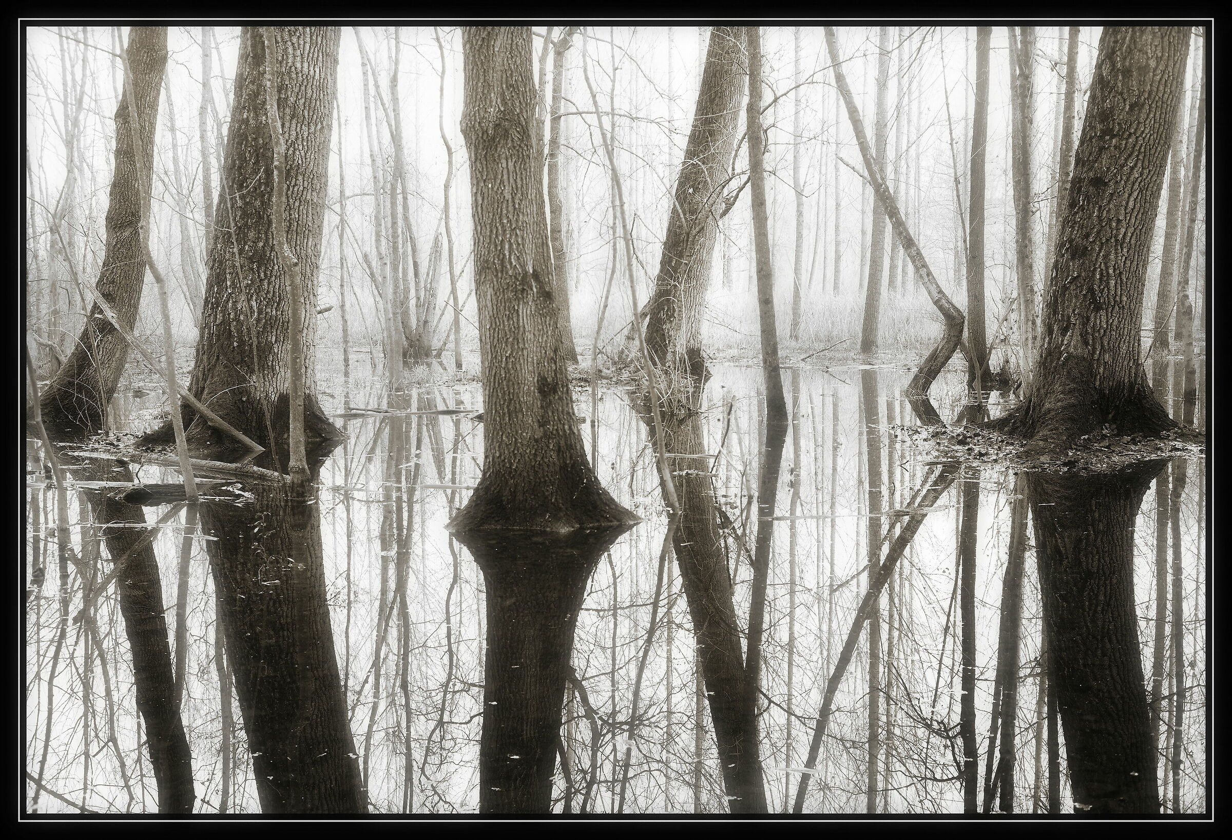 Avigliana-wetland/flooded forest