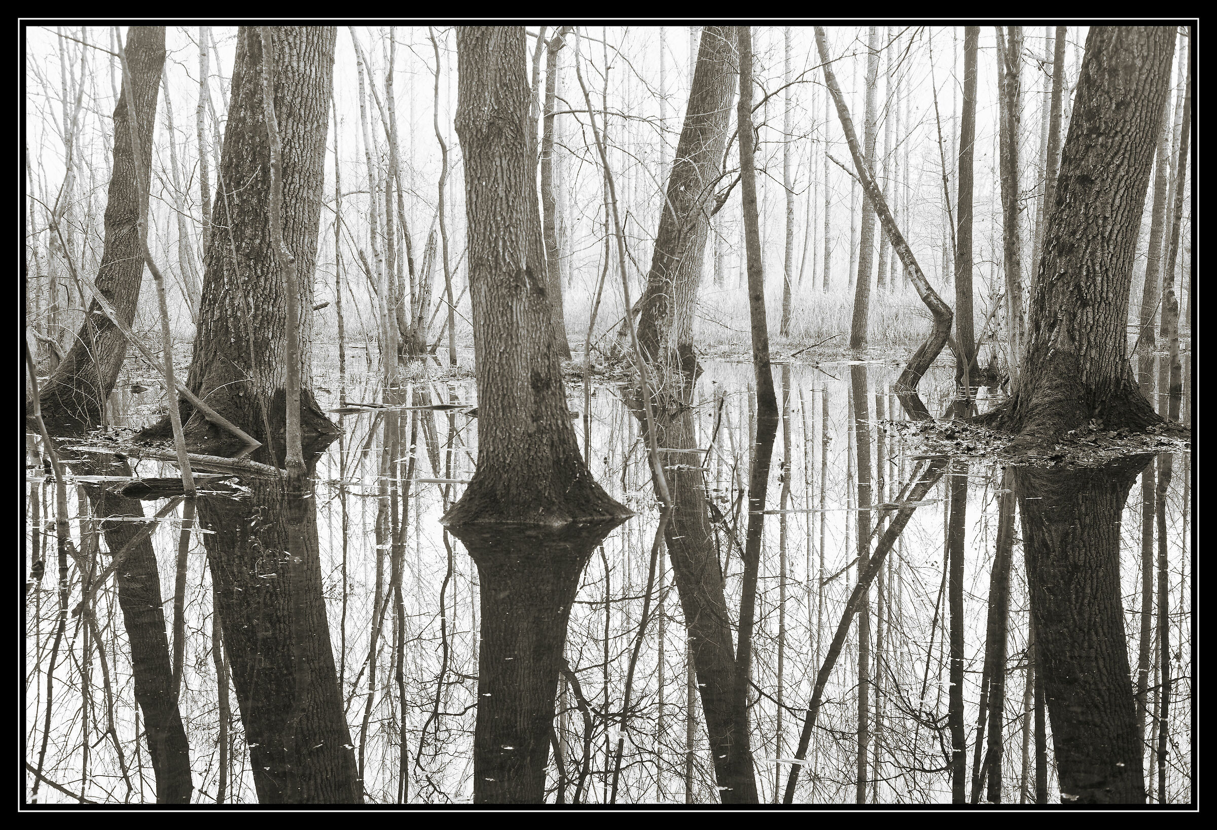 Avigliana-wetland/flooded forest